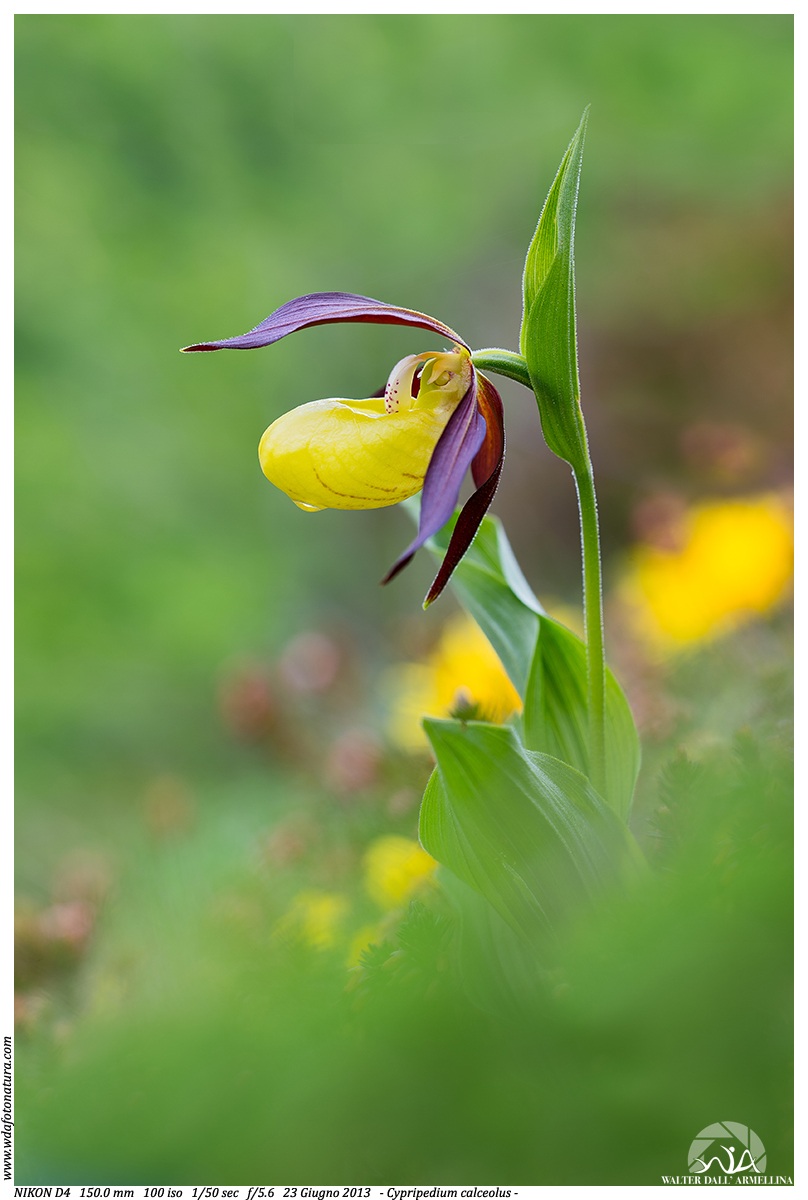 Cypripedium calceolus