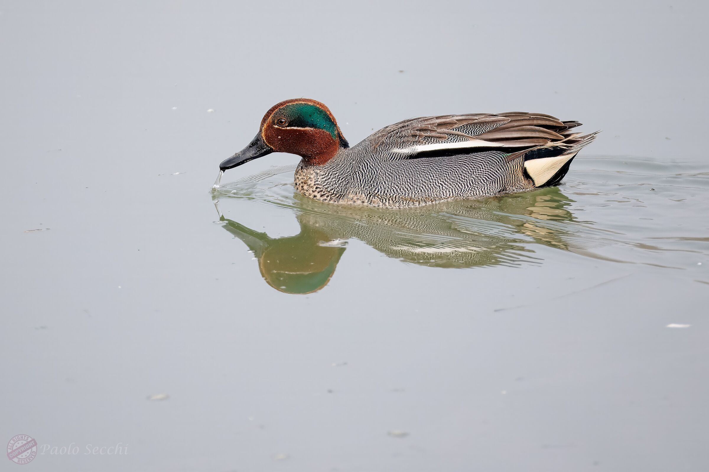 Teal m (Anas crecca)