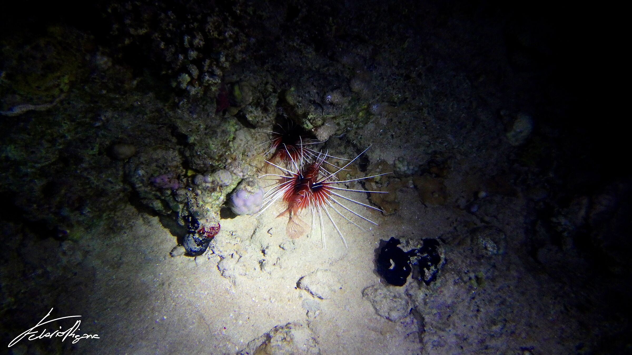 Pterois antennata