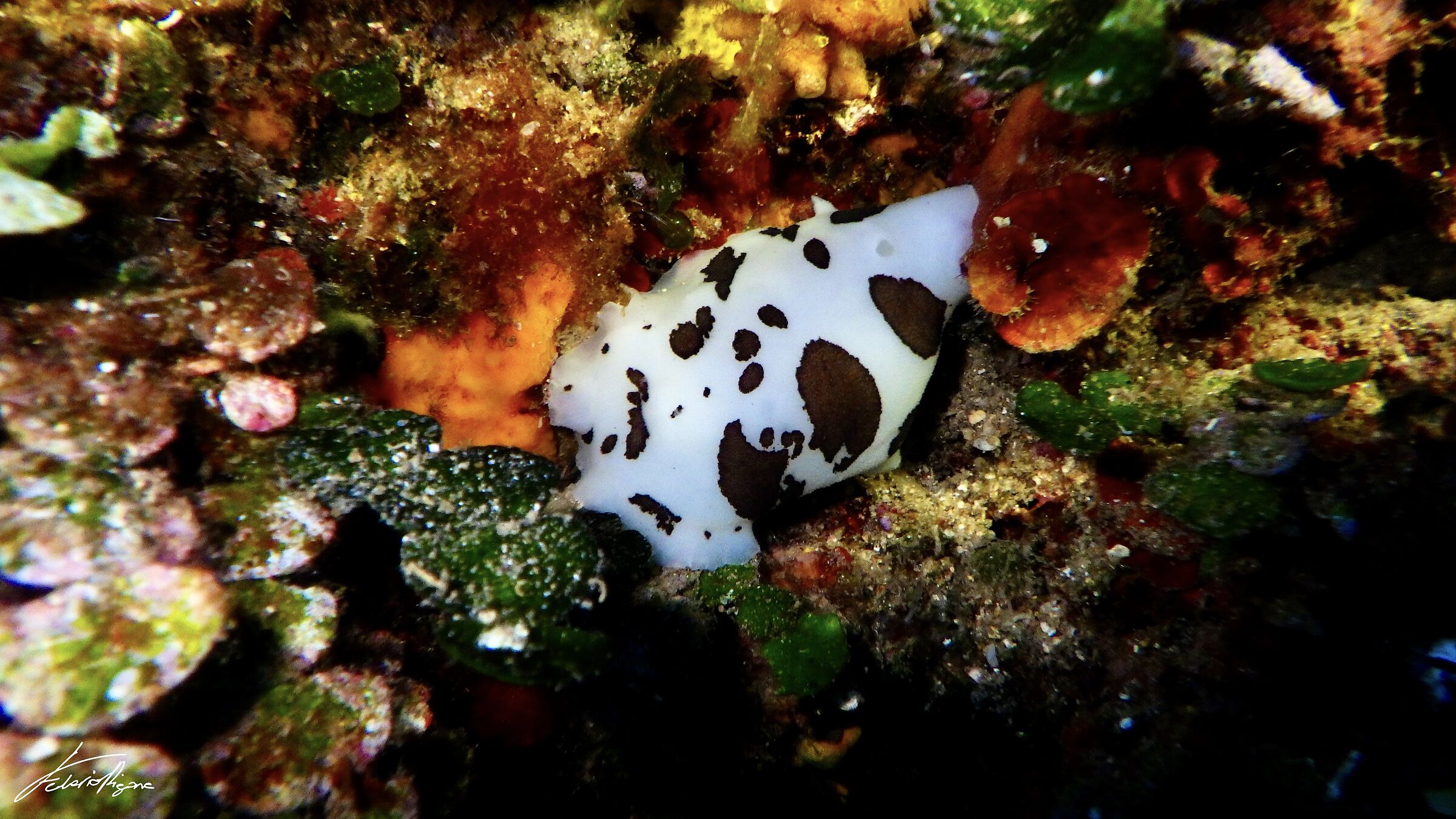 Peltodoris atromaculata