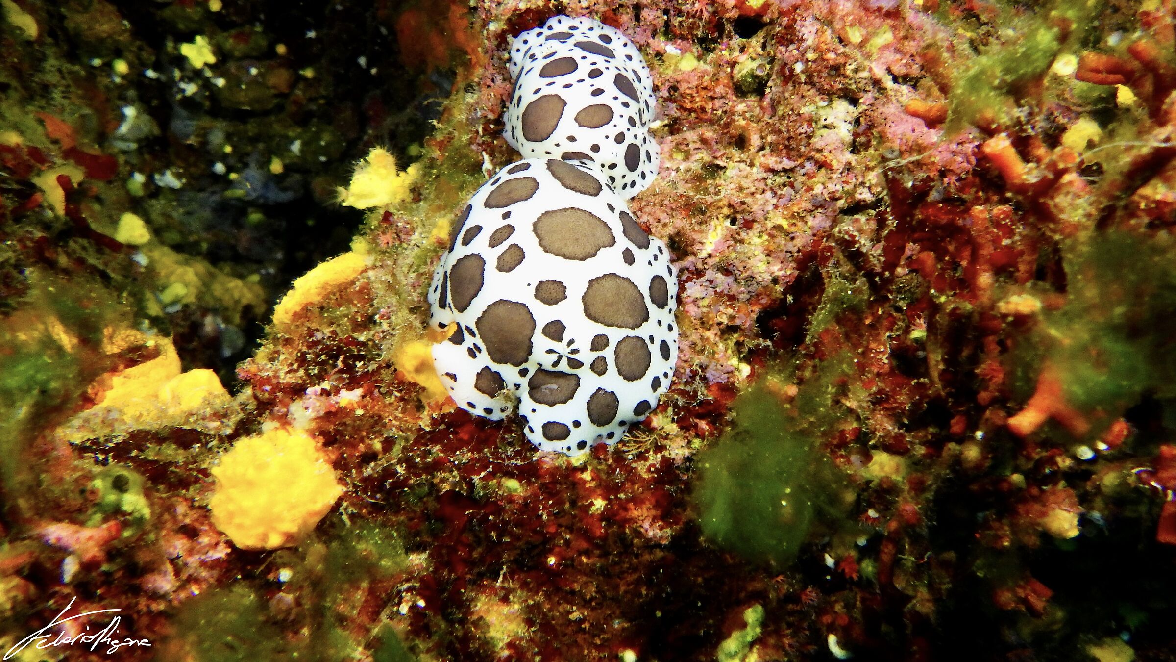 Peltodoris atromaculata