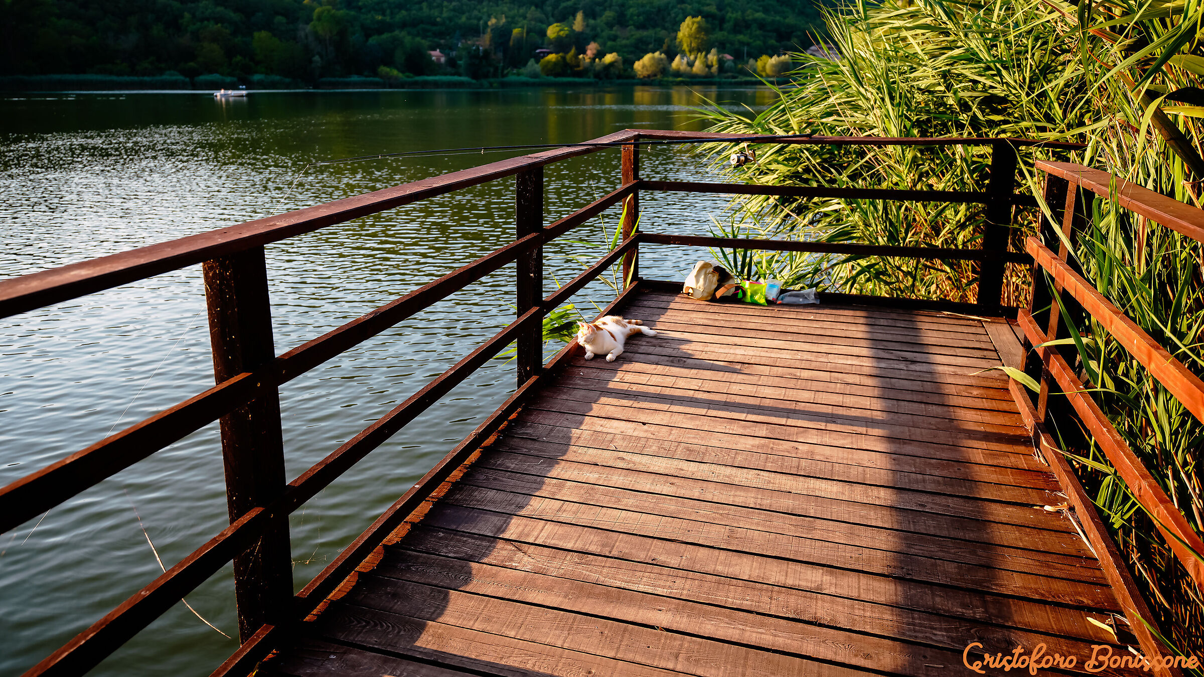 A pesca con il gatto