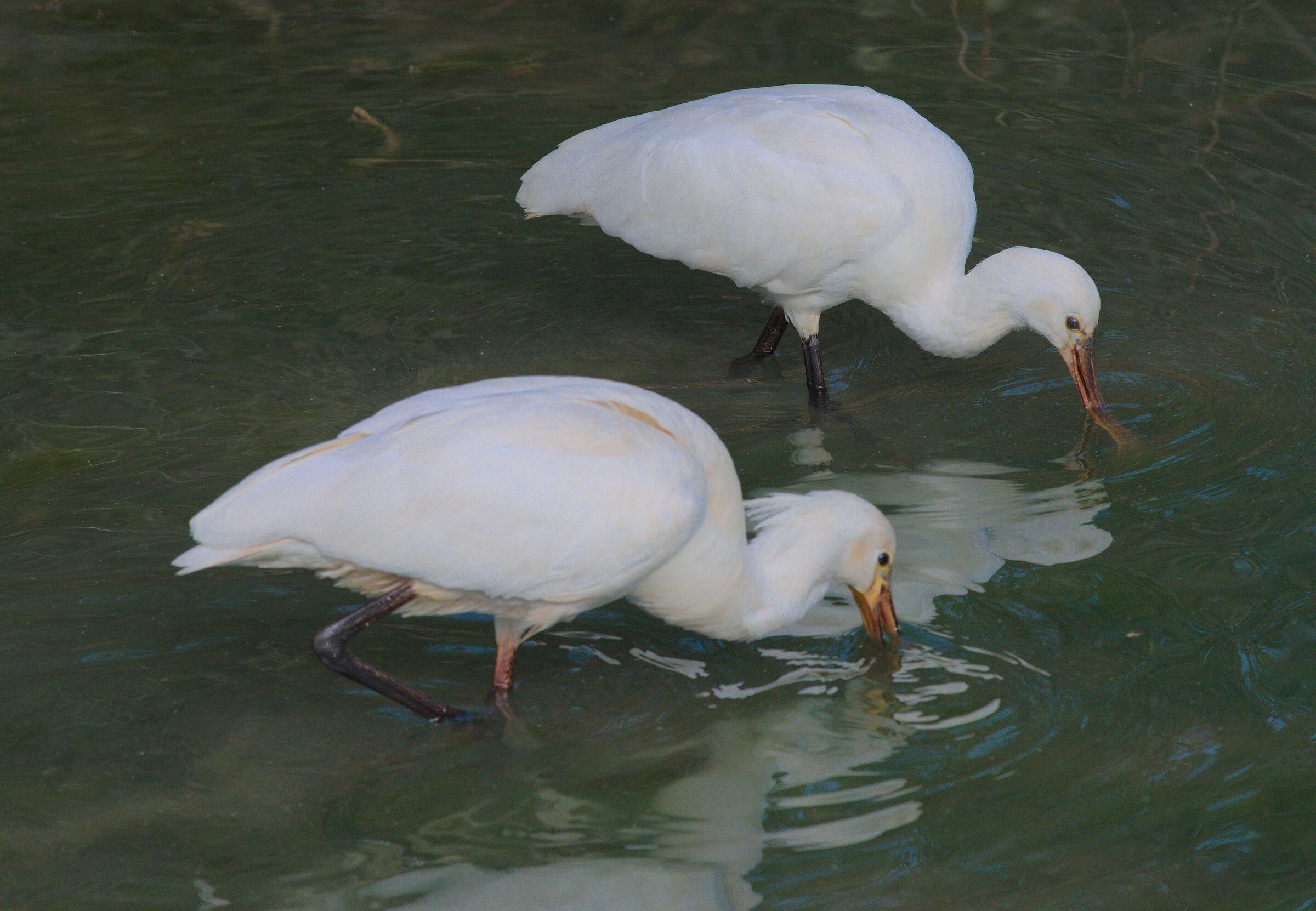 Spatola becco giallo . Platalea leucorodia?