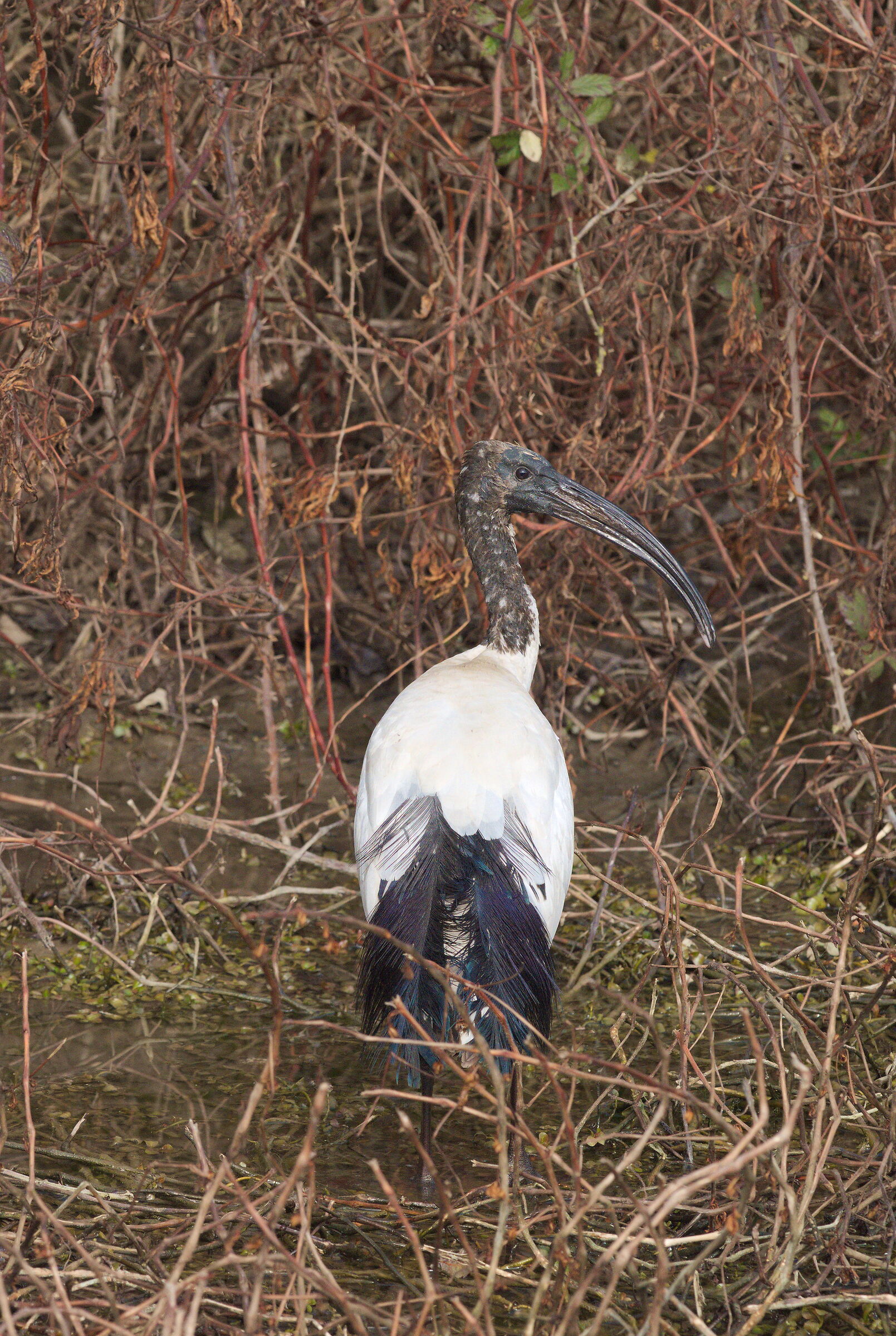 Ibis sacro a valle Millecampi