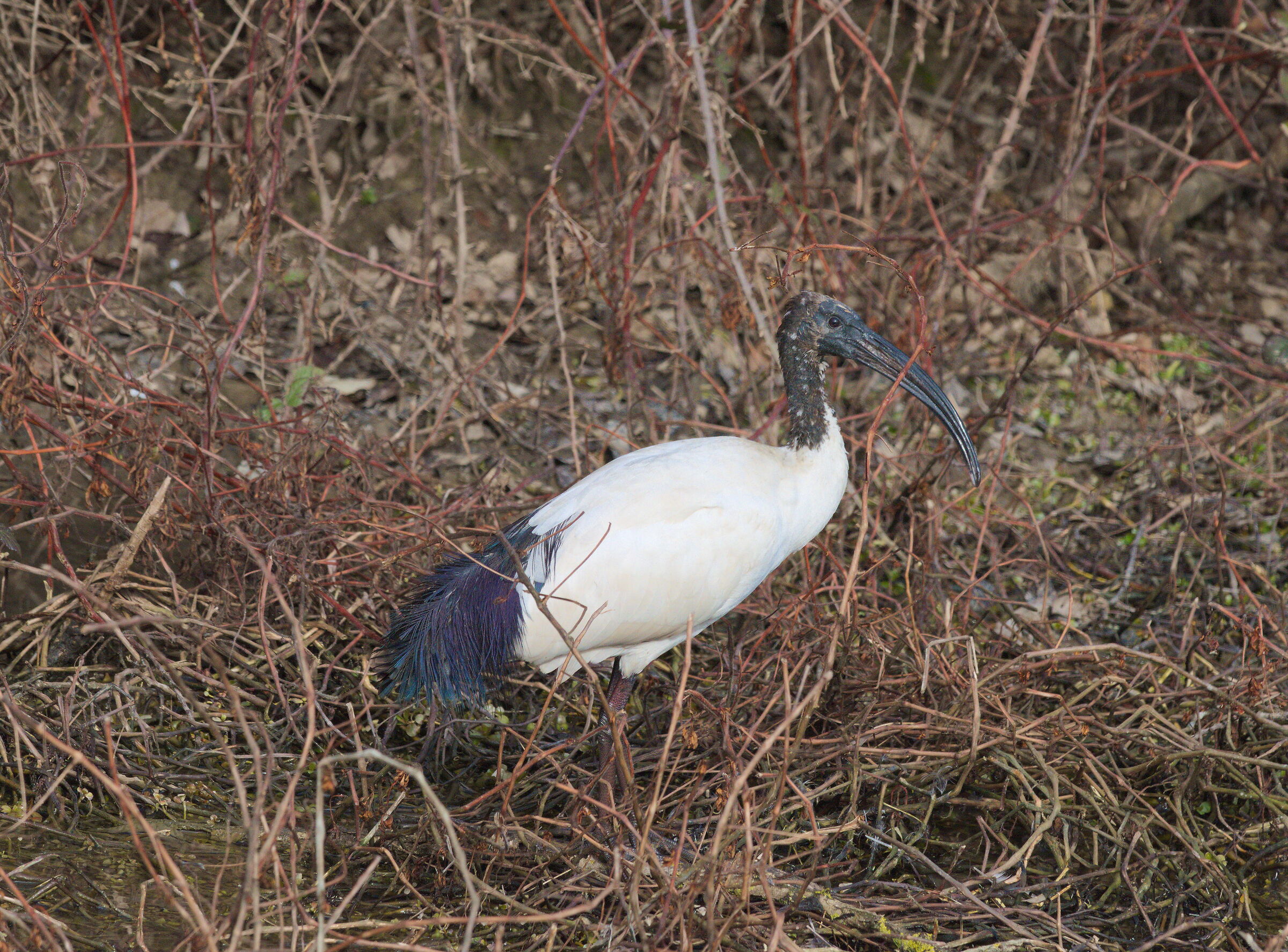 Ibis sacro a valle Millecampi