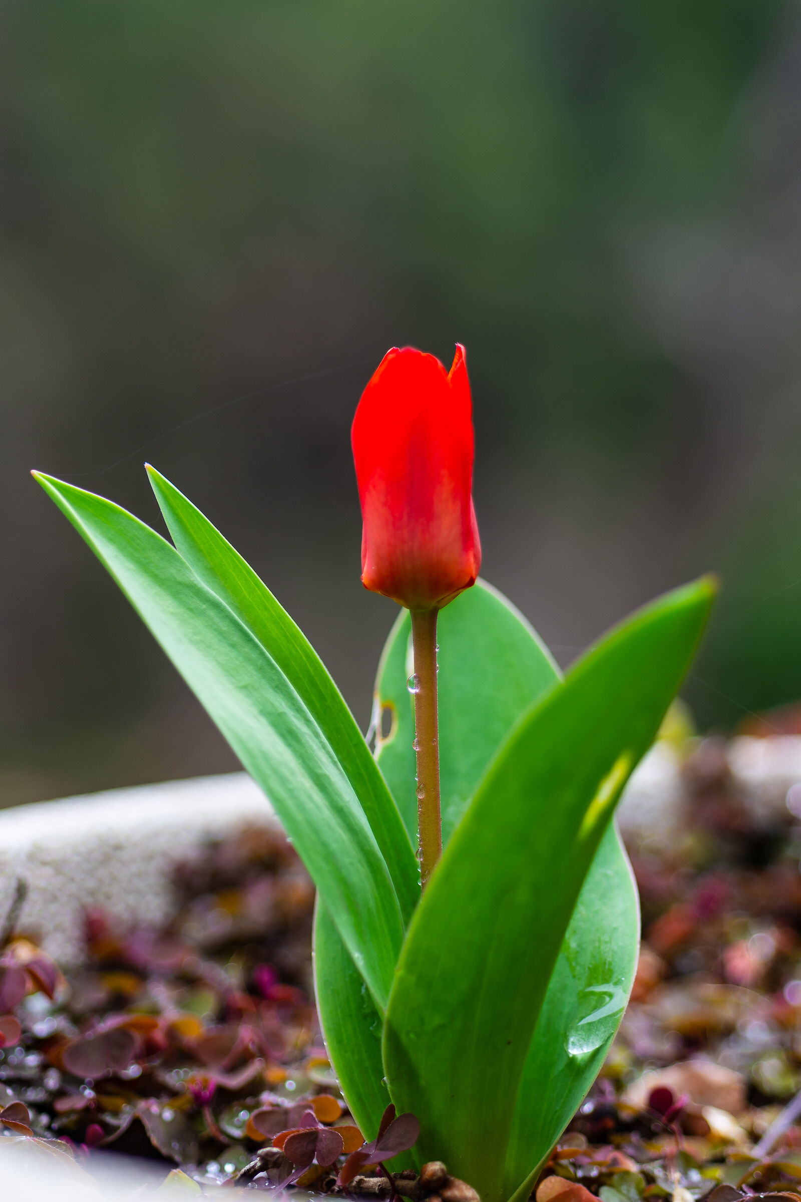 Tulipano