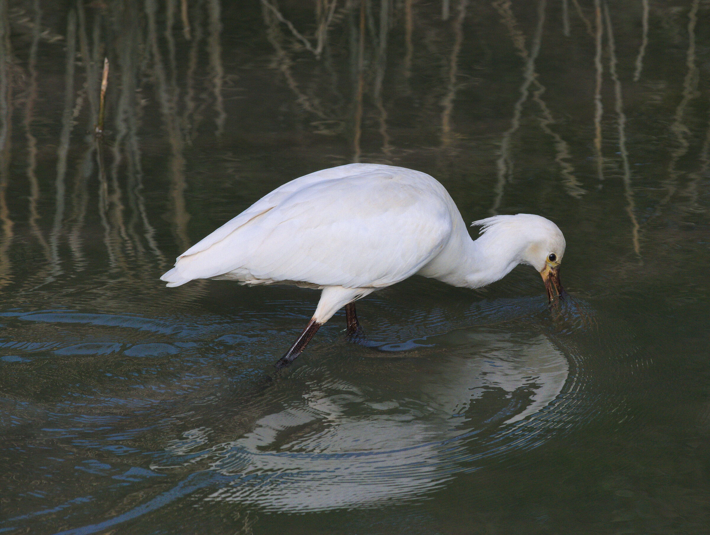 Spatola