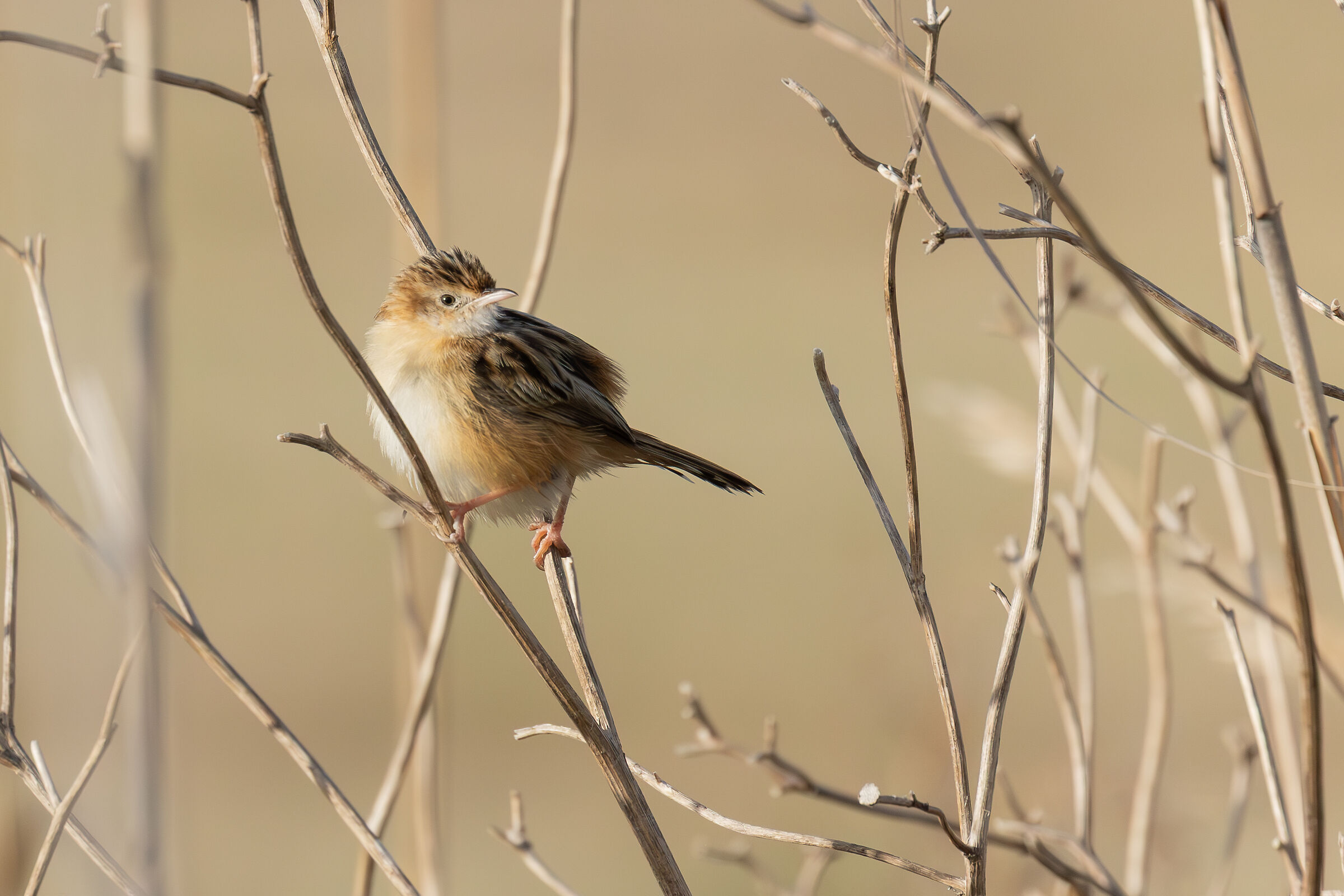 awakening of the flycatcher..
