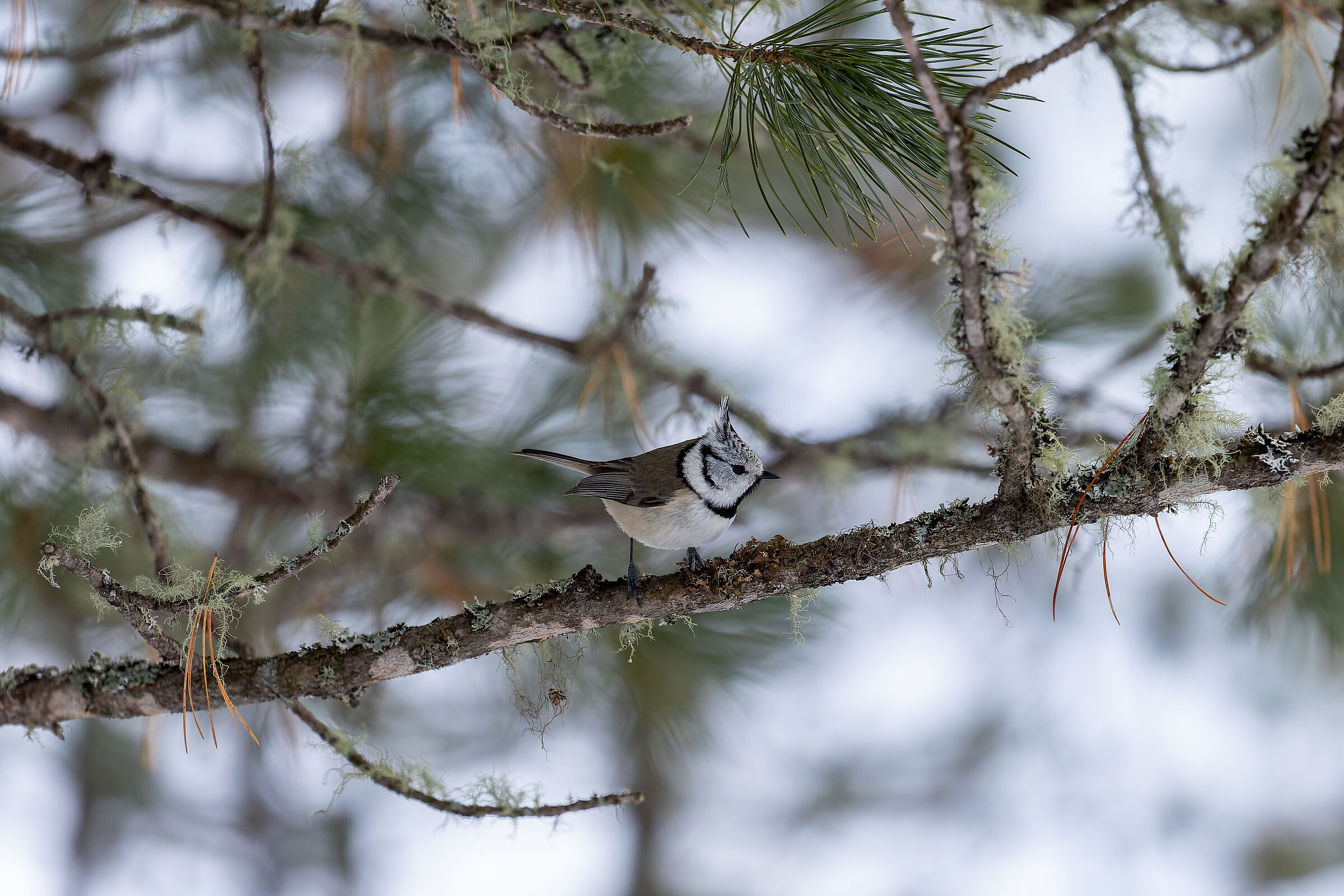 Titmouse