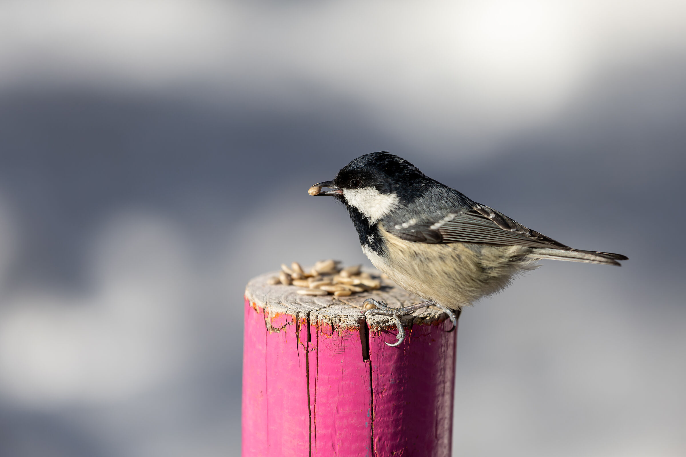 Titmouse