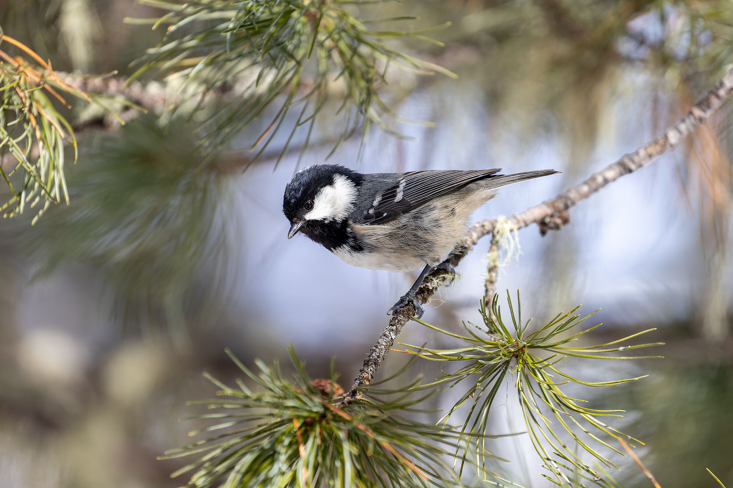 Titmouse