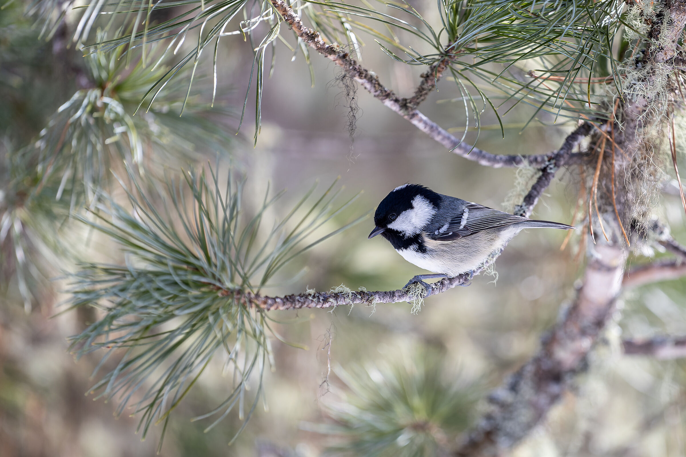 Titmouse