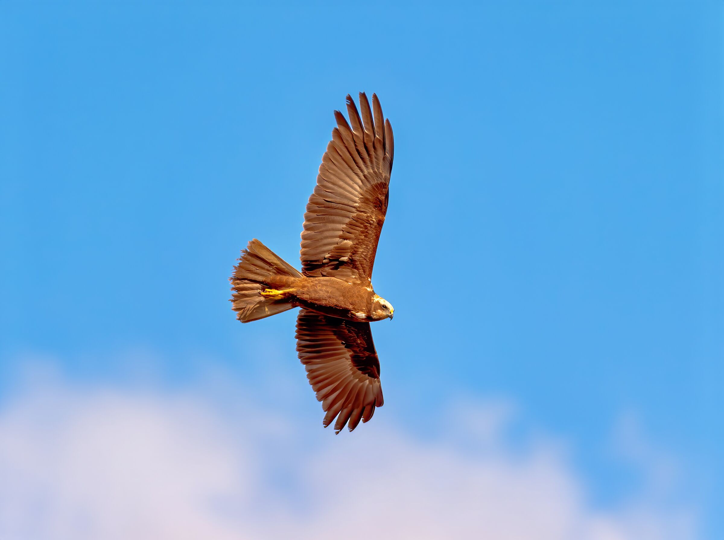 Marsh Harrier