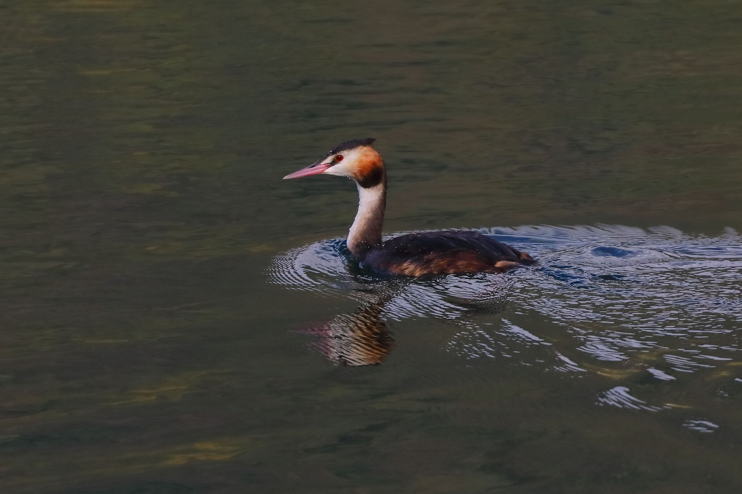 Svasso 21 ottobre 2024 - 0002