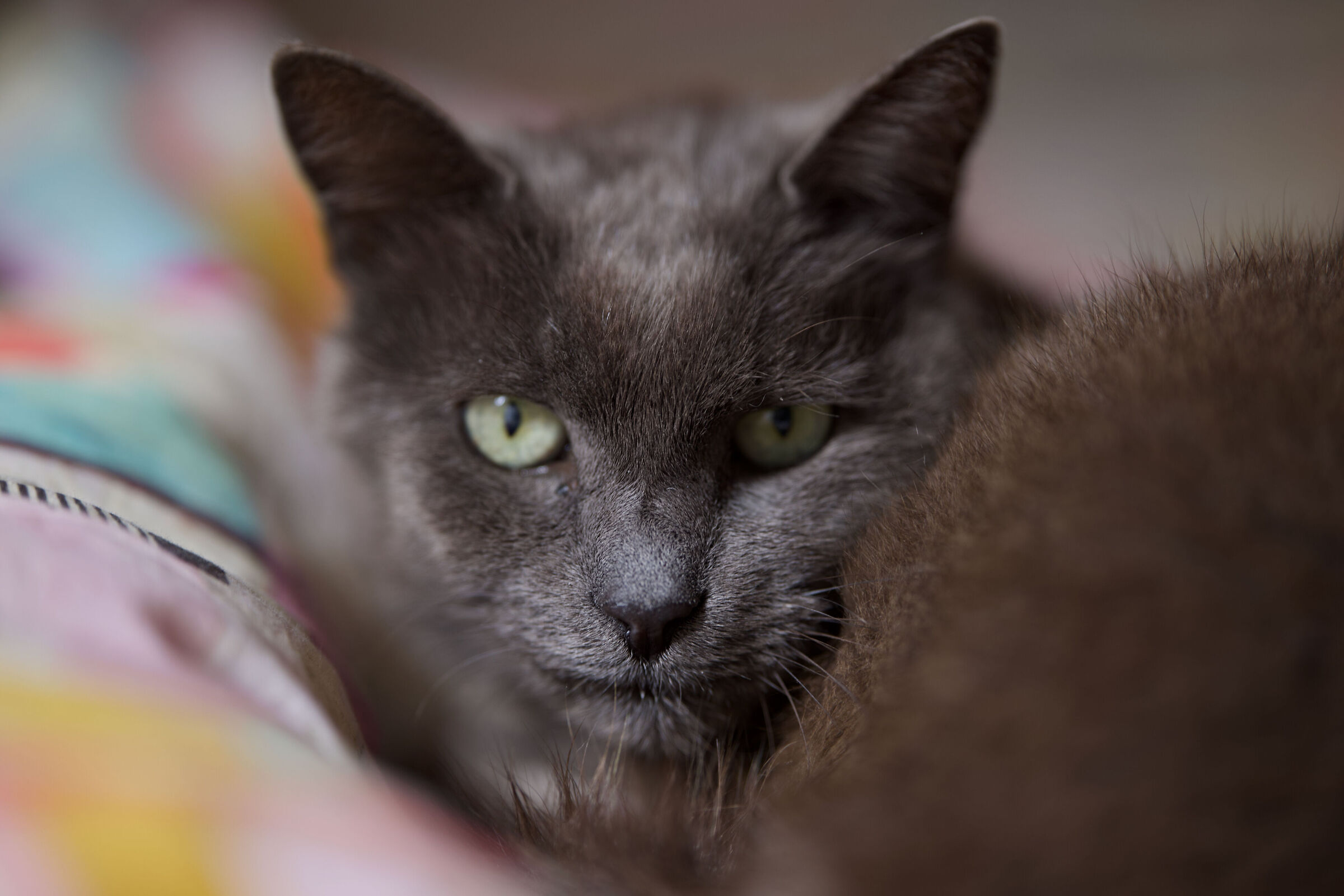 Miro