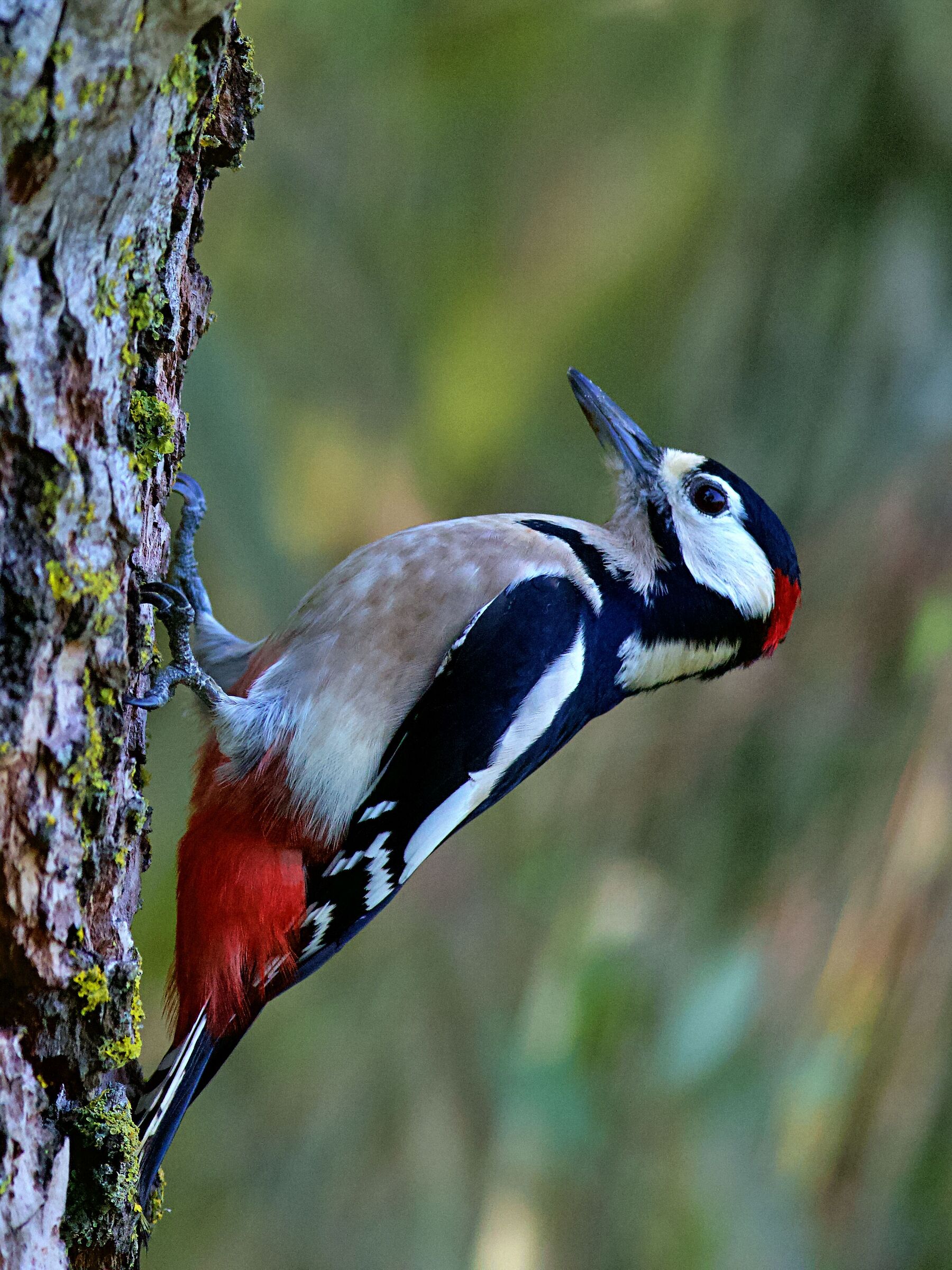 Great Spotted Woodpecker