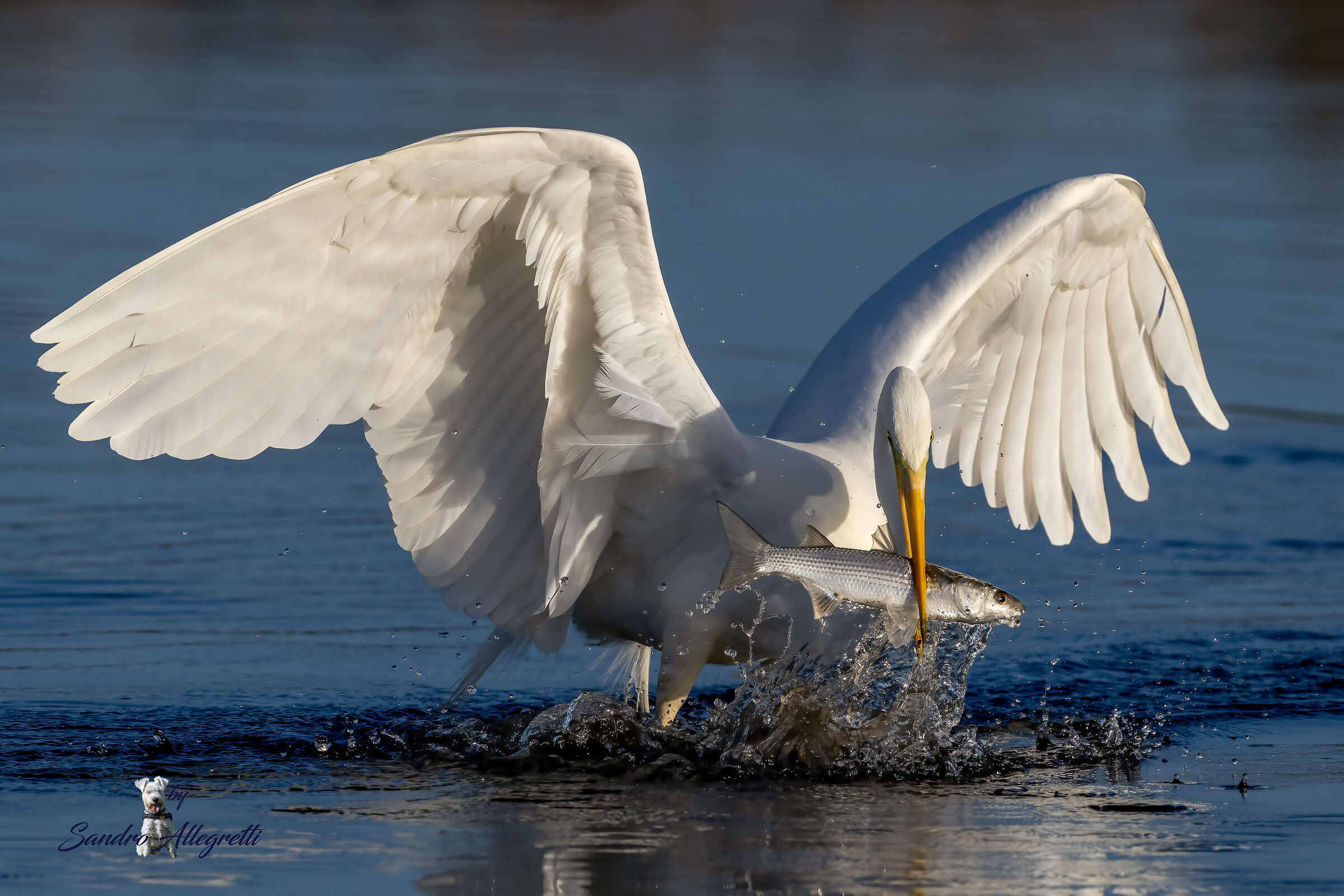 L'airone bianco maggiore (Ardea alba)
