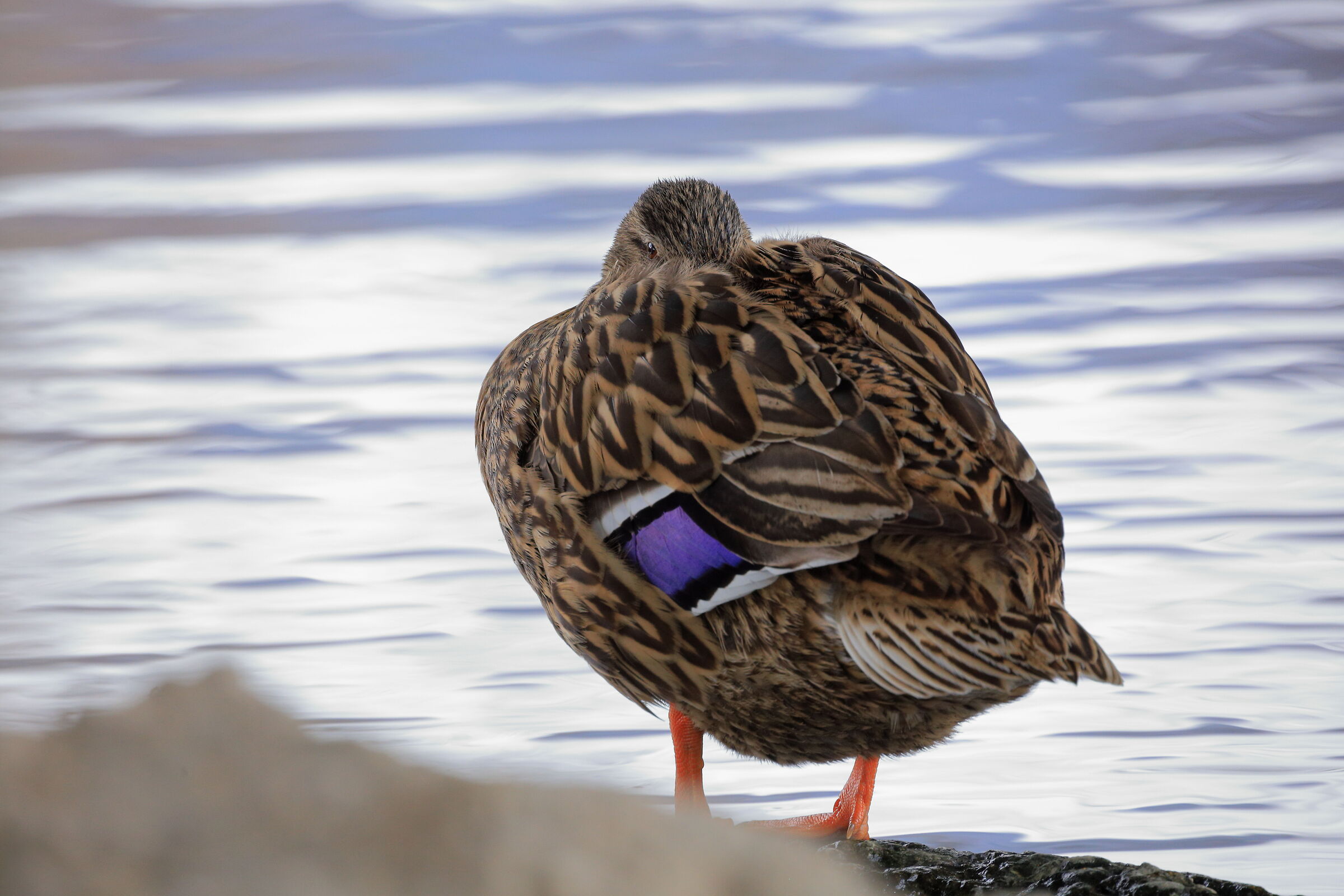 Mallard Female