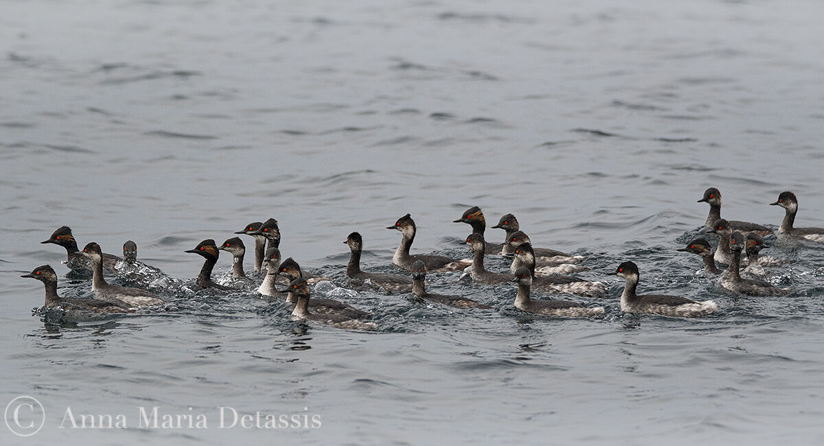 Little Grebe (Podiceps nigricollis)