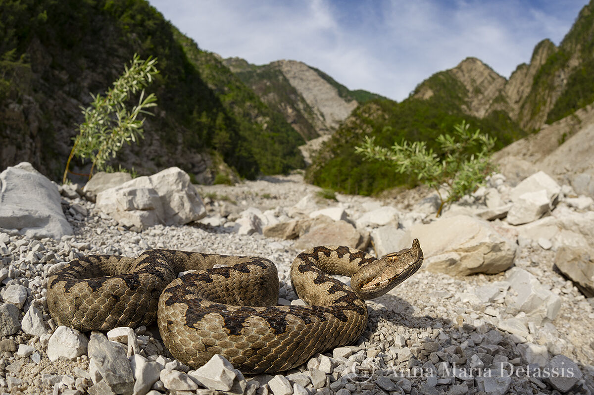 Horned Viper (Vipera ammodytes)