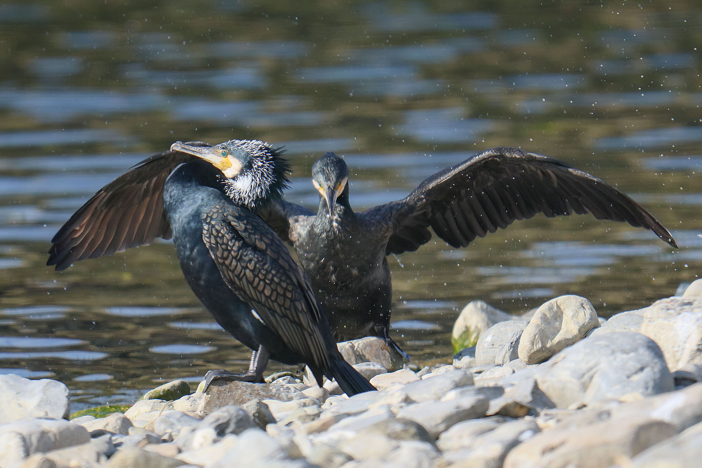 Cormorani.