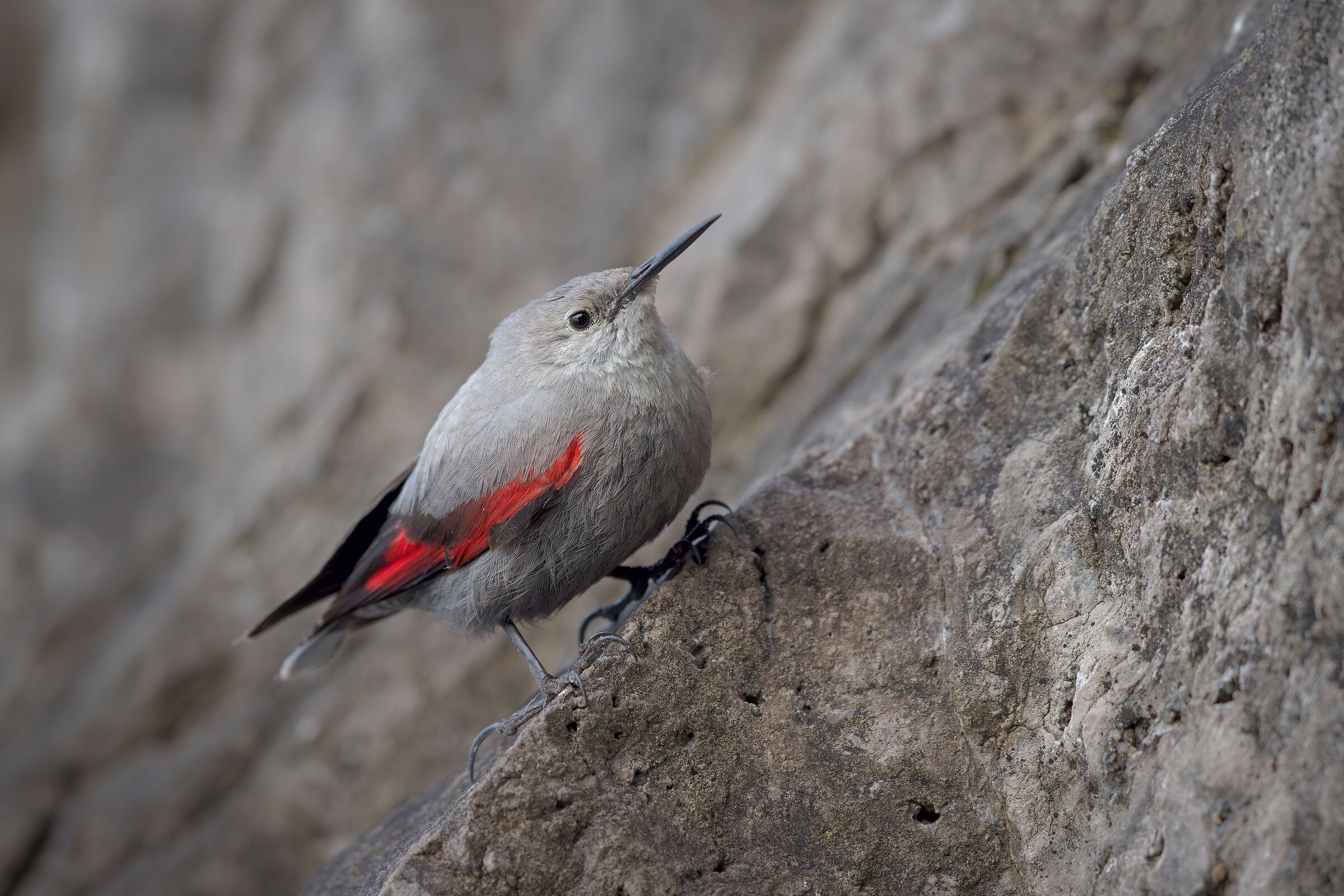Wallcreeper