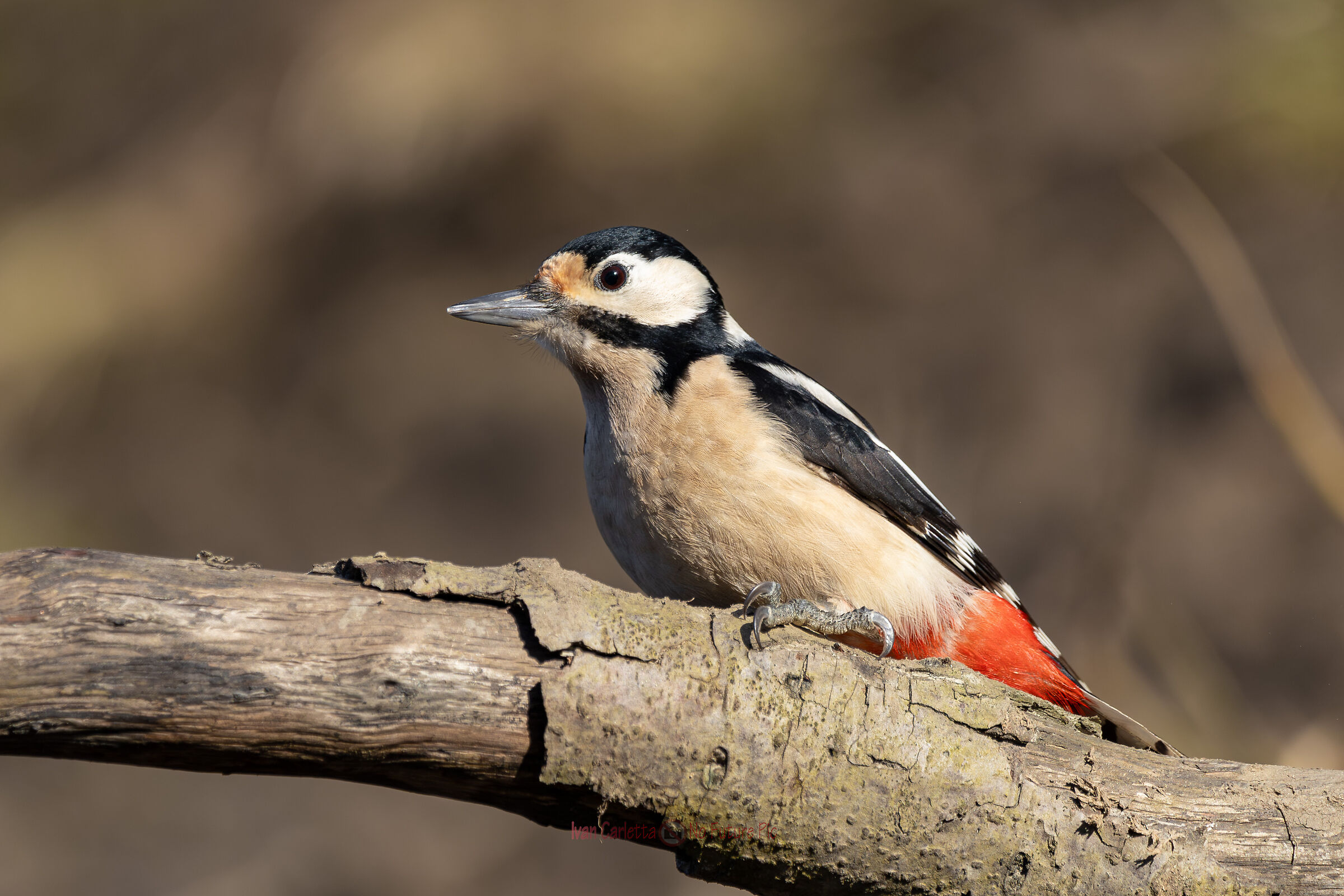 Great spotted woodpecker