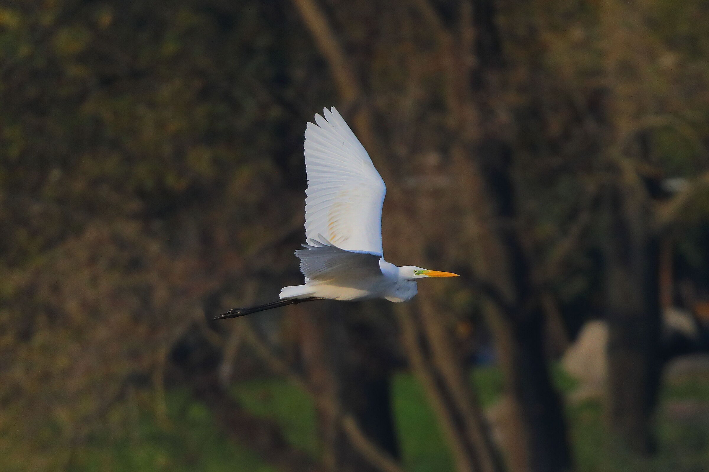 Airone BM 09 novembre 2024 - 0237