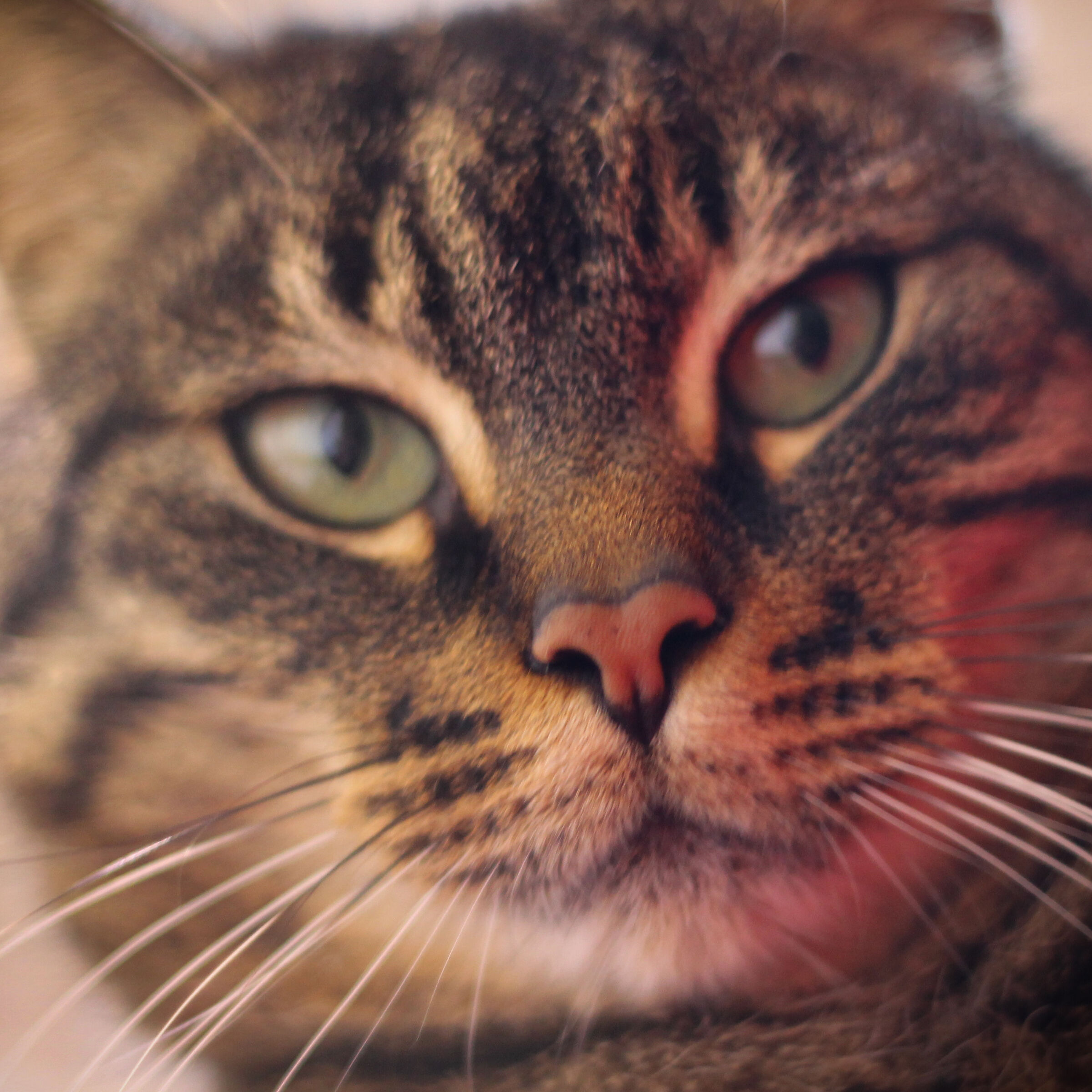 L'ipnotismo del gatto