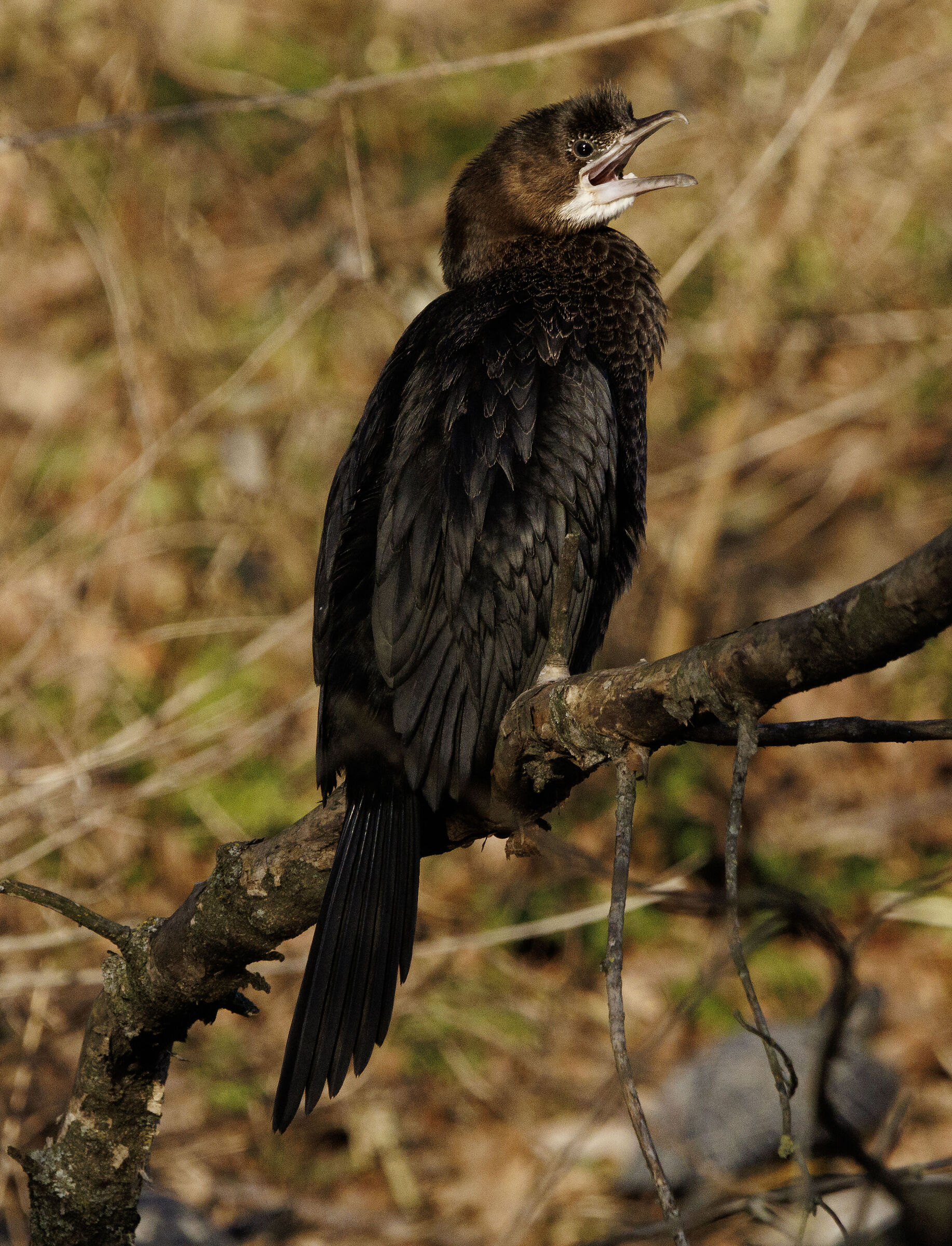 Marangone Minore parco castello di Legnano MI 6/02/2025