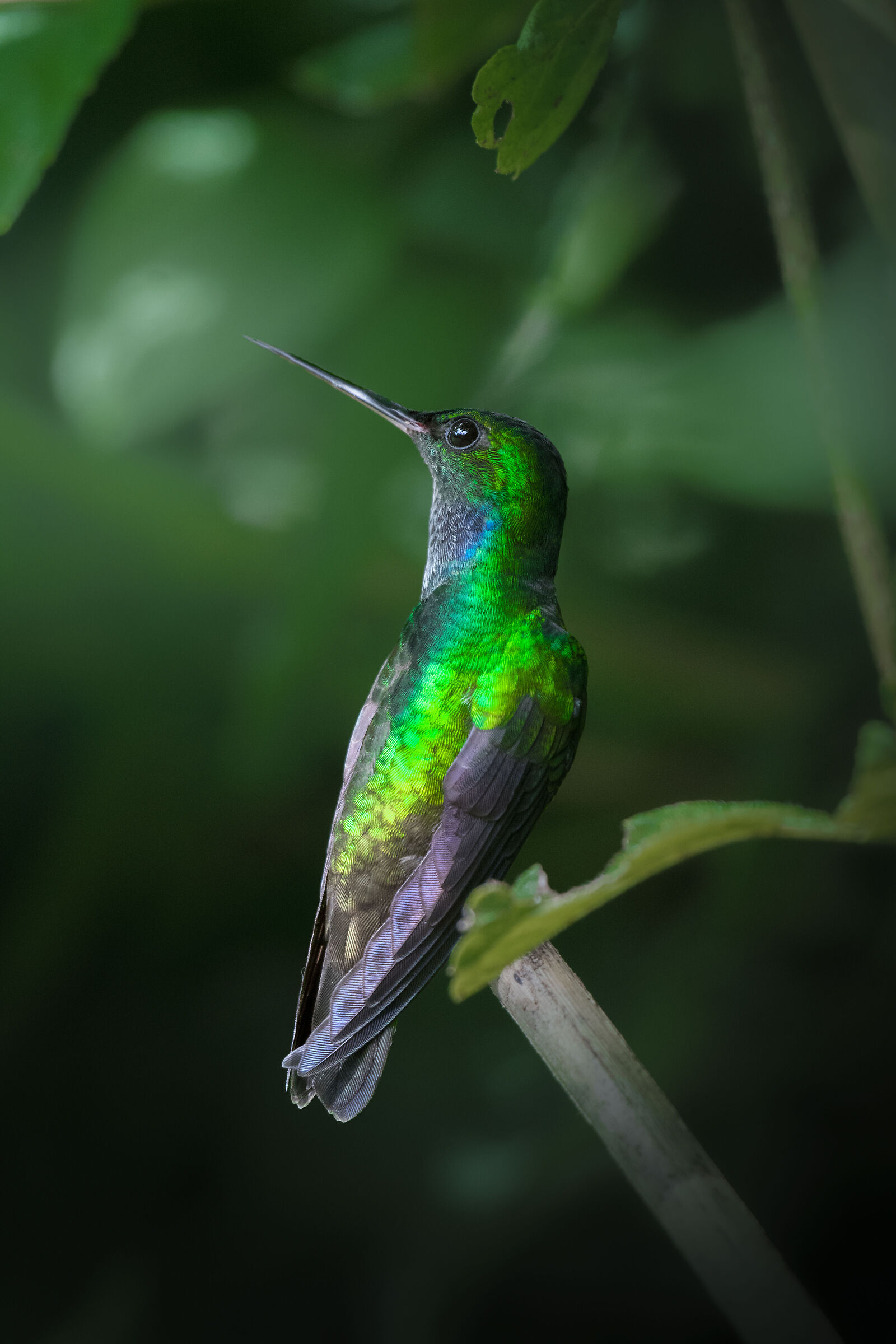 hummingbird
