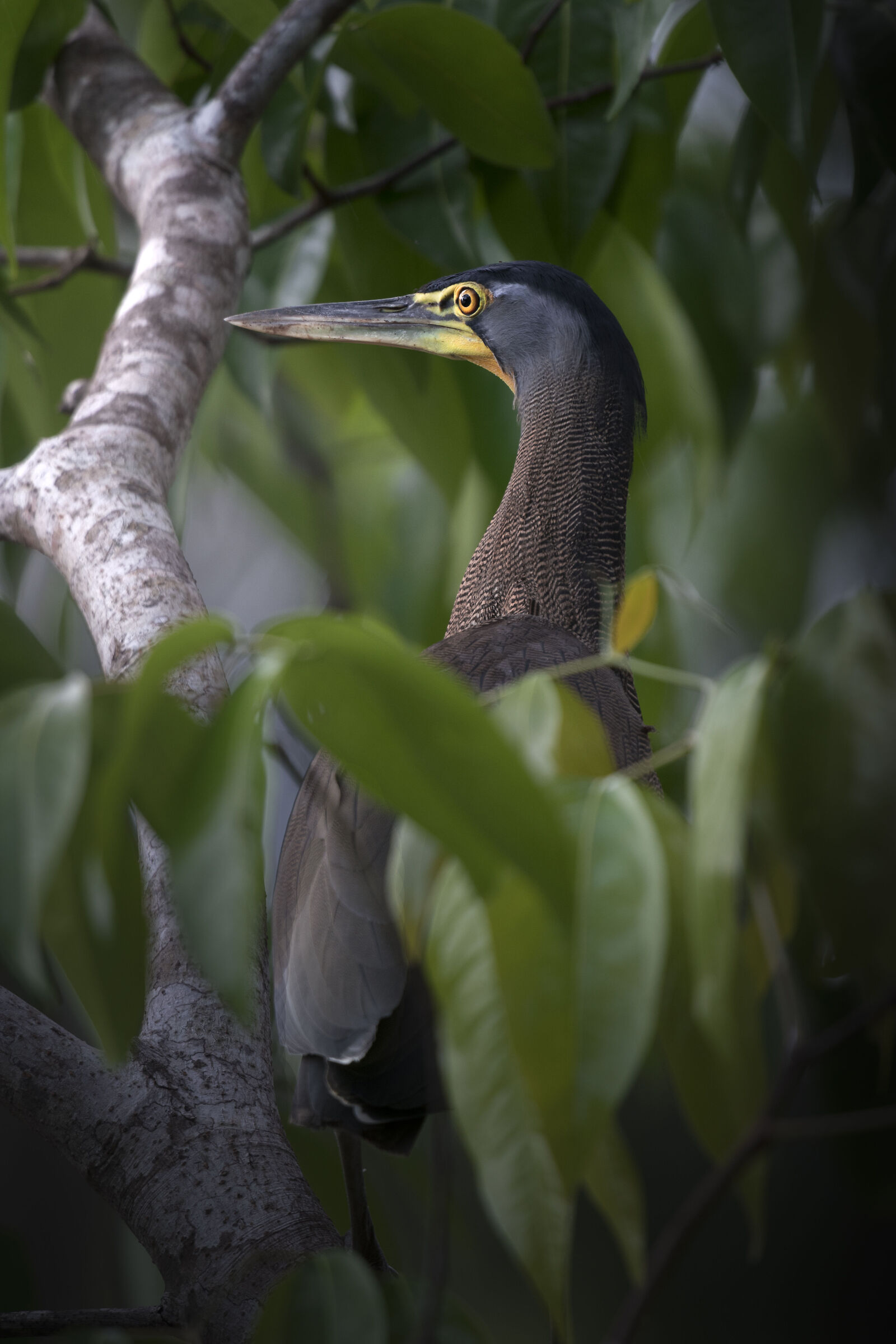 tiger heron