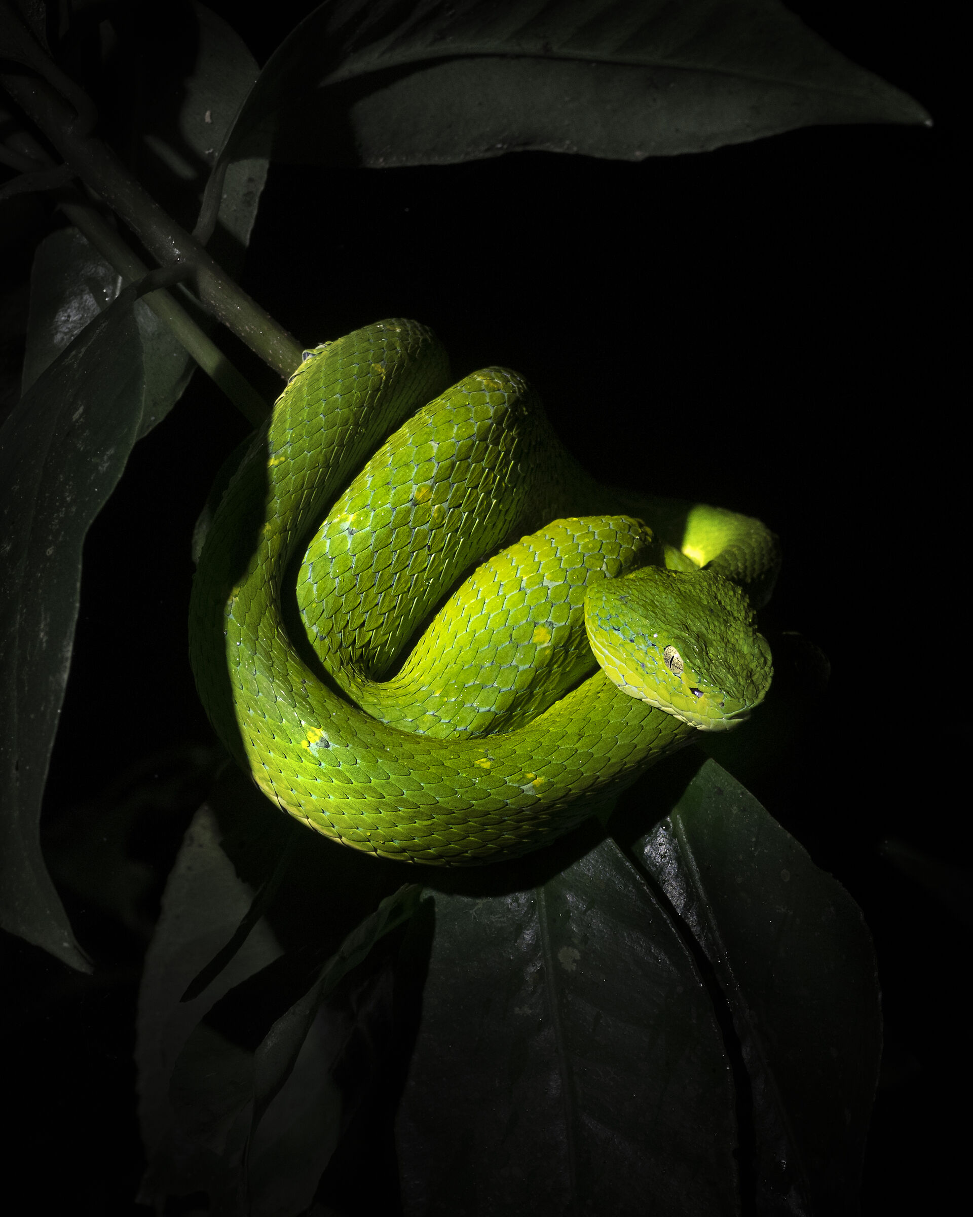 Green Viper