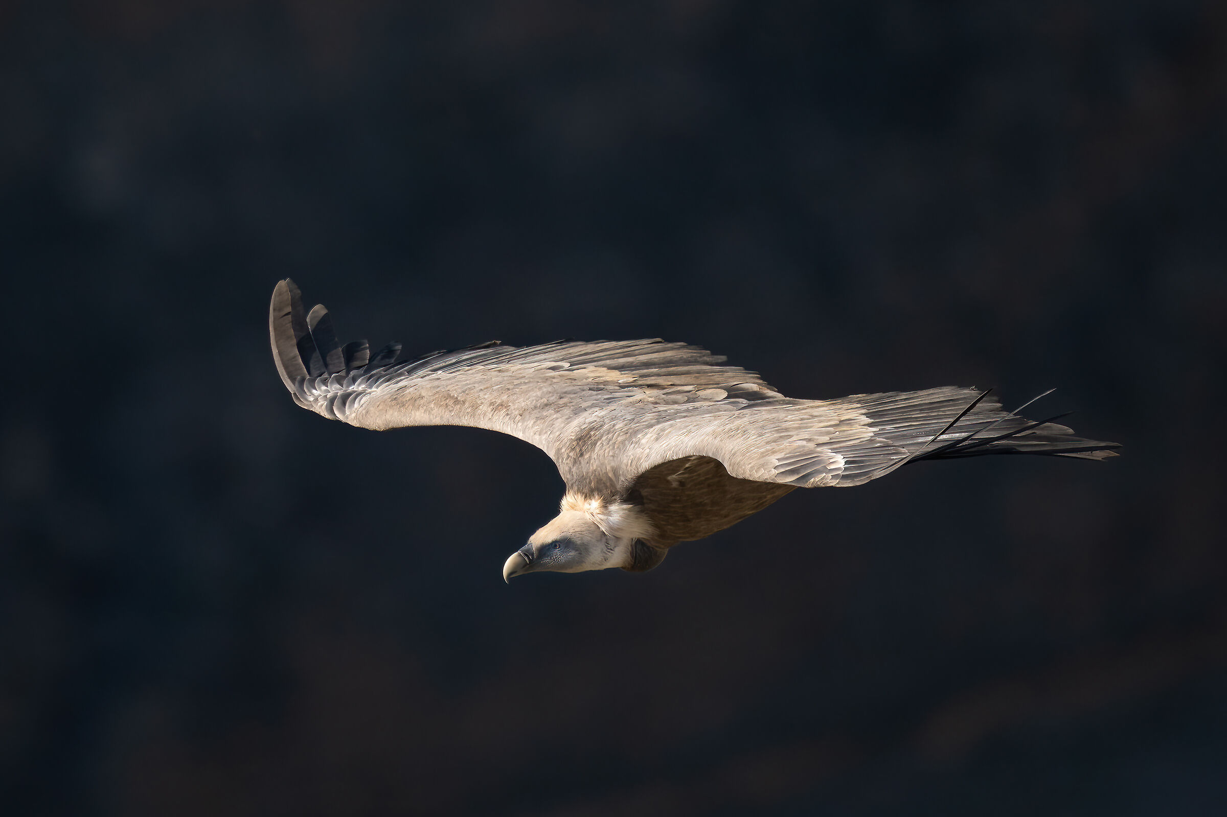 Griffin - Barronies Provencal