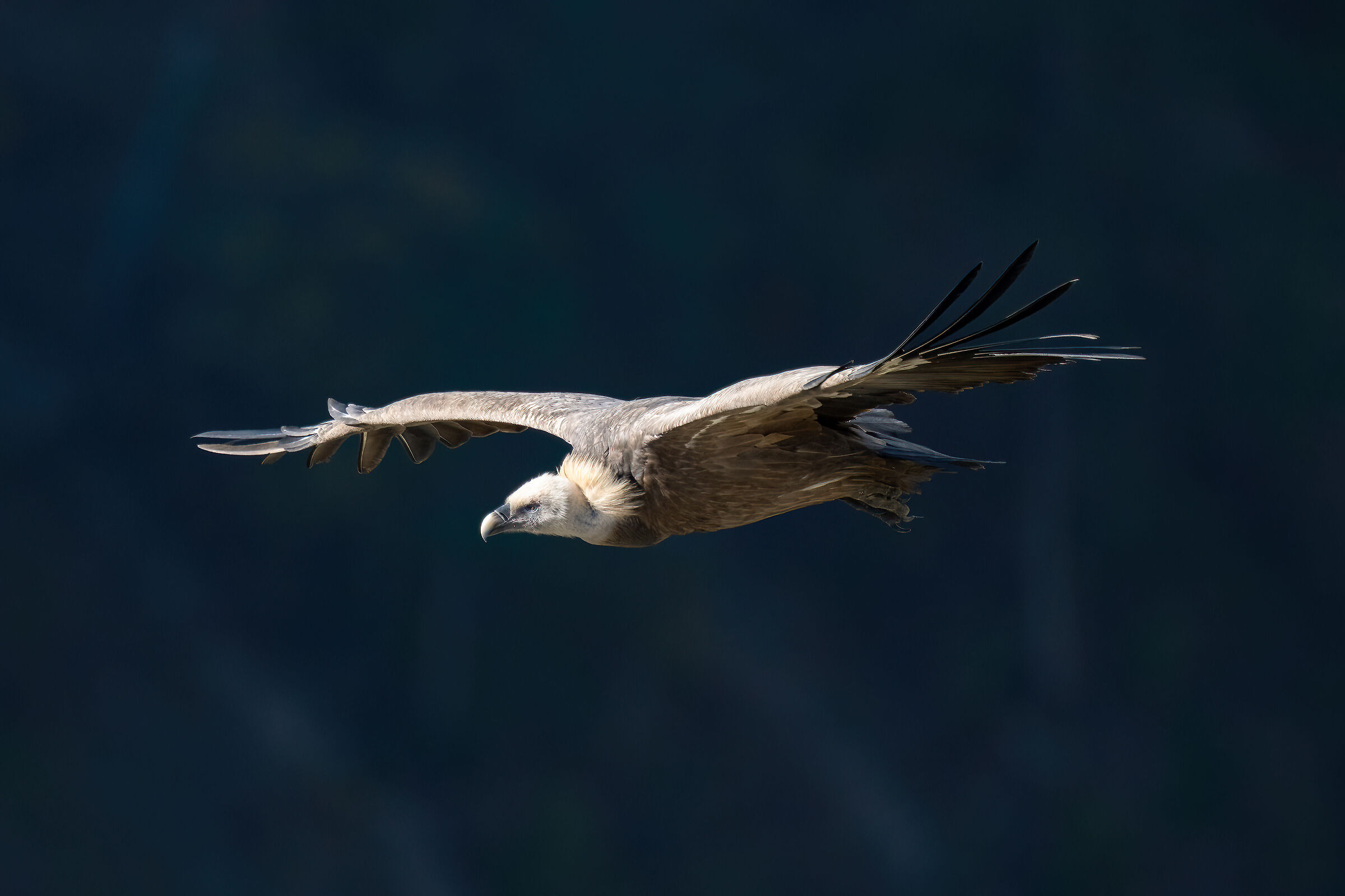 Griffin - Barronies Provencal