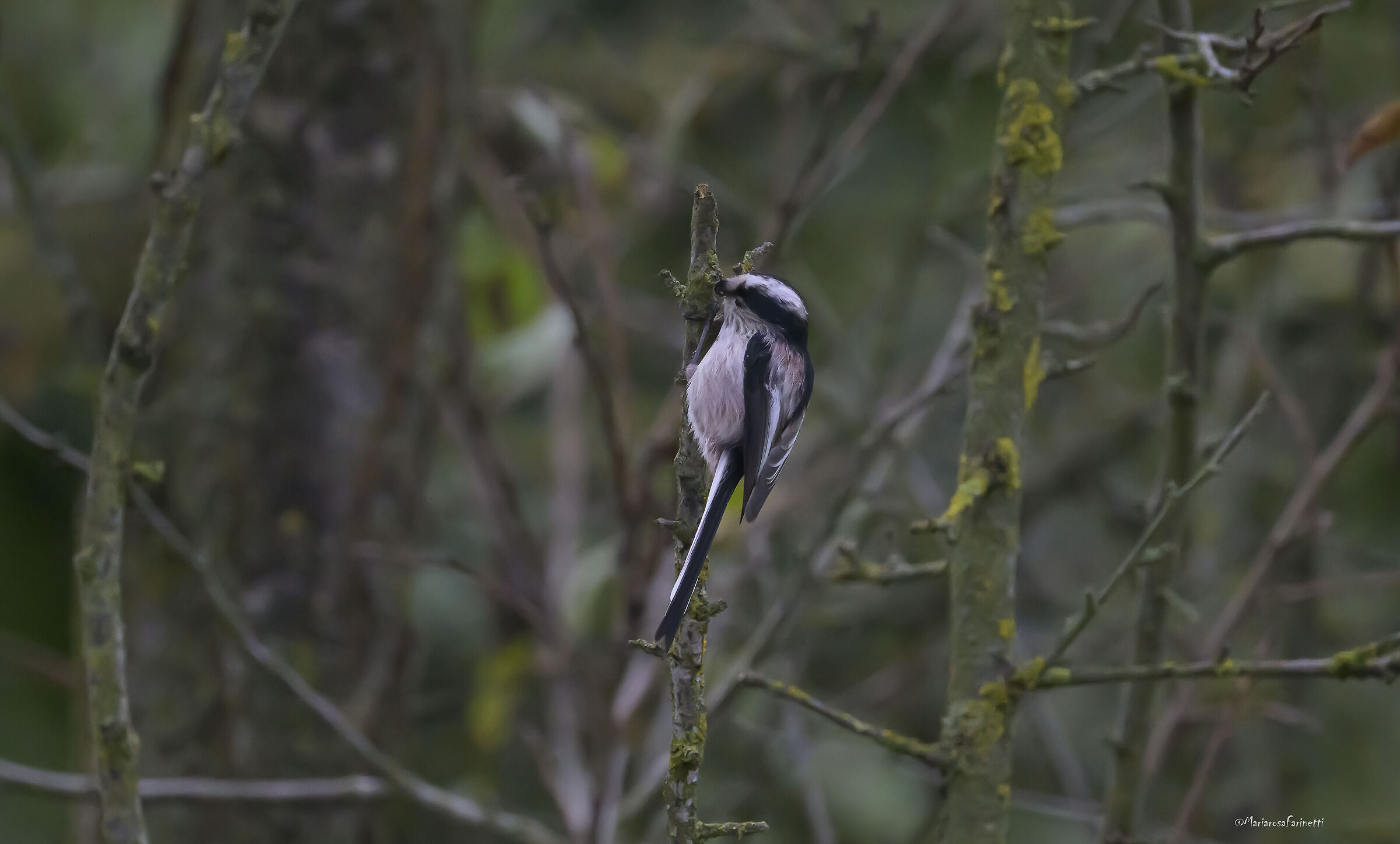 Codibugnolo con larva