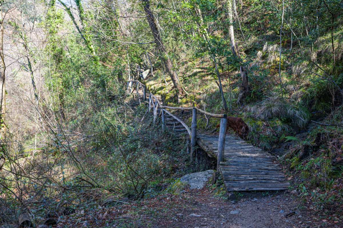 Pruno -Alta Versilia