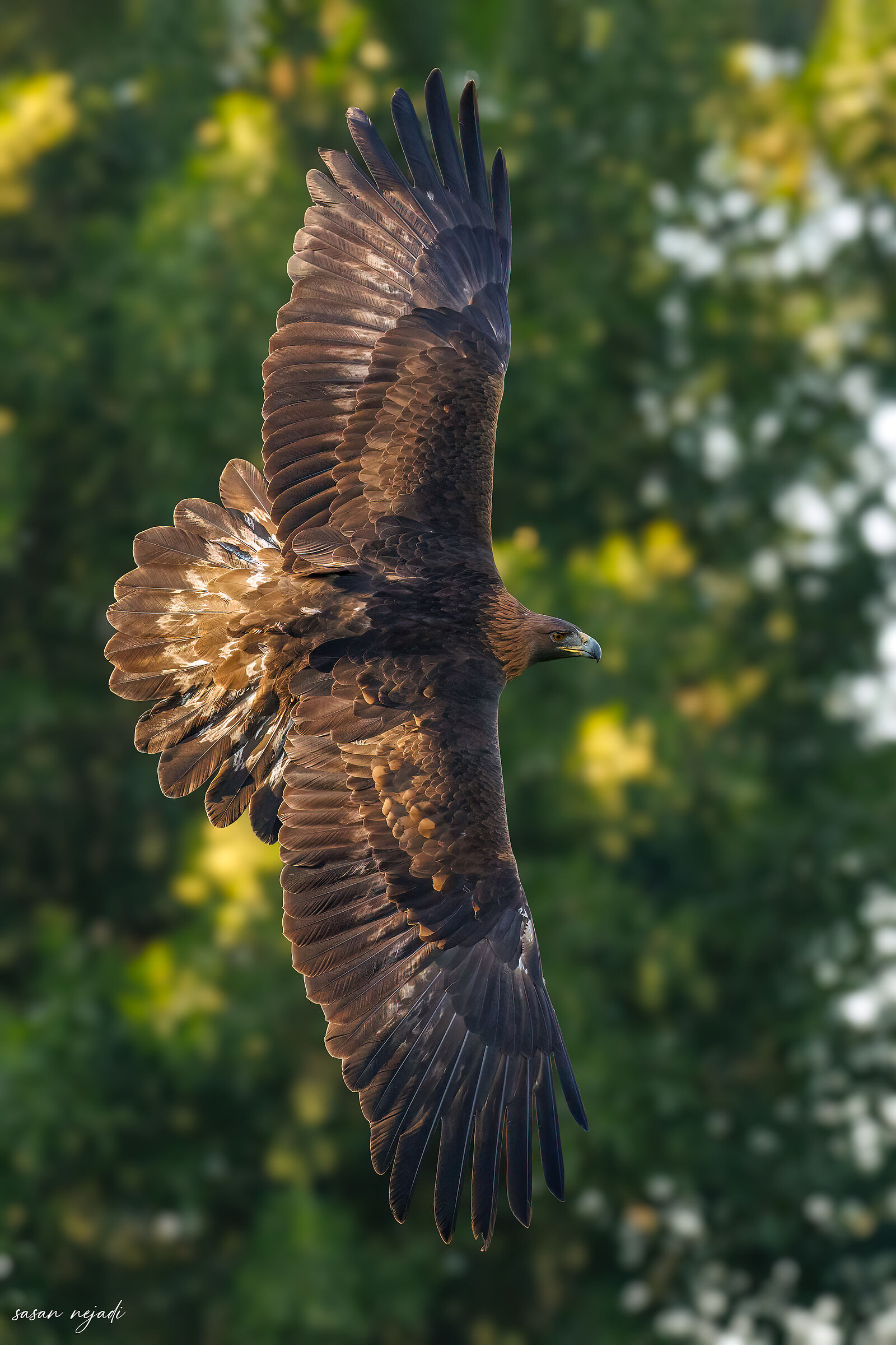 Golden Eagle