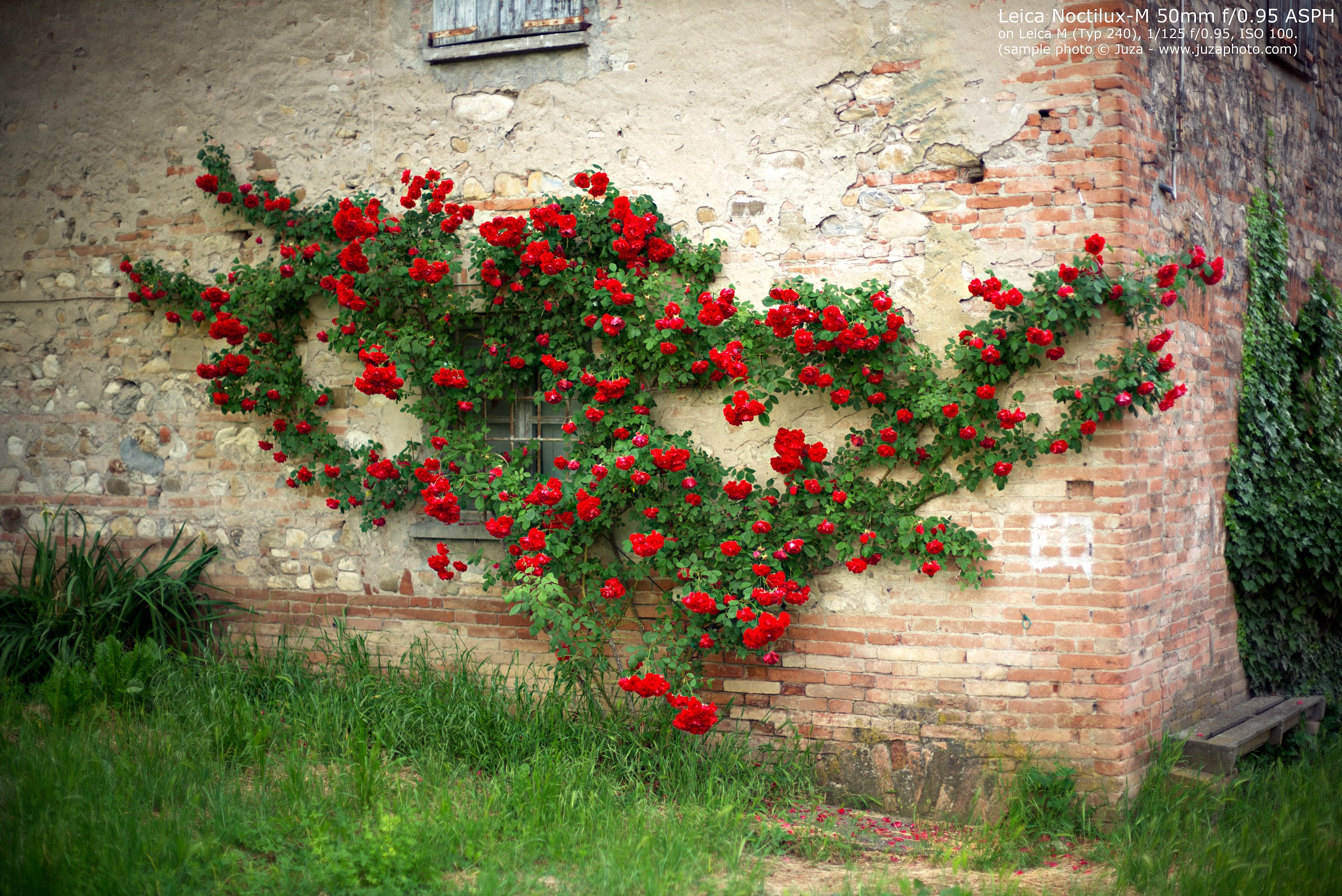 Roses / Sample Leica 50mm f/0.95