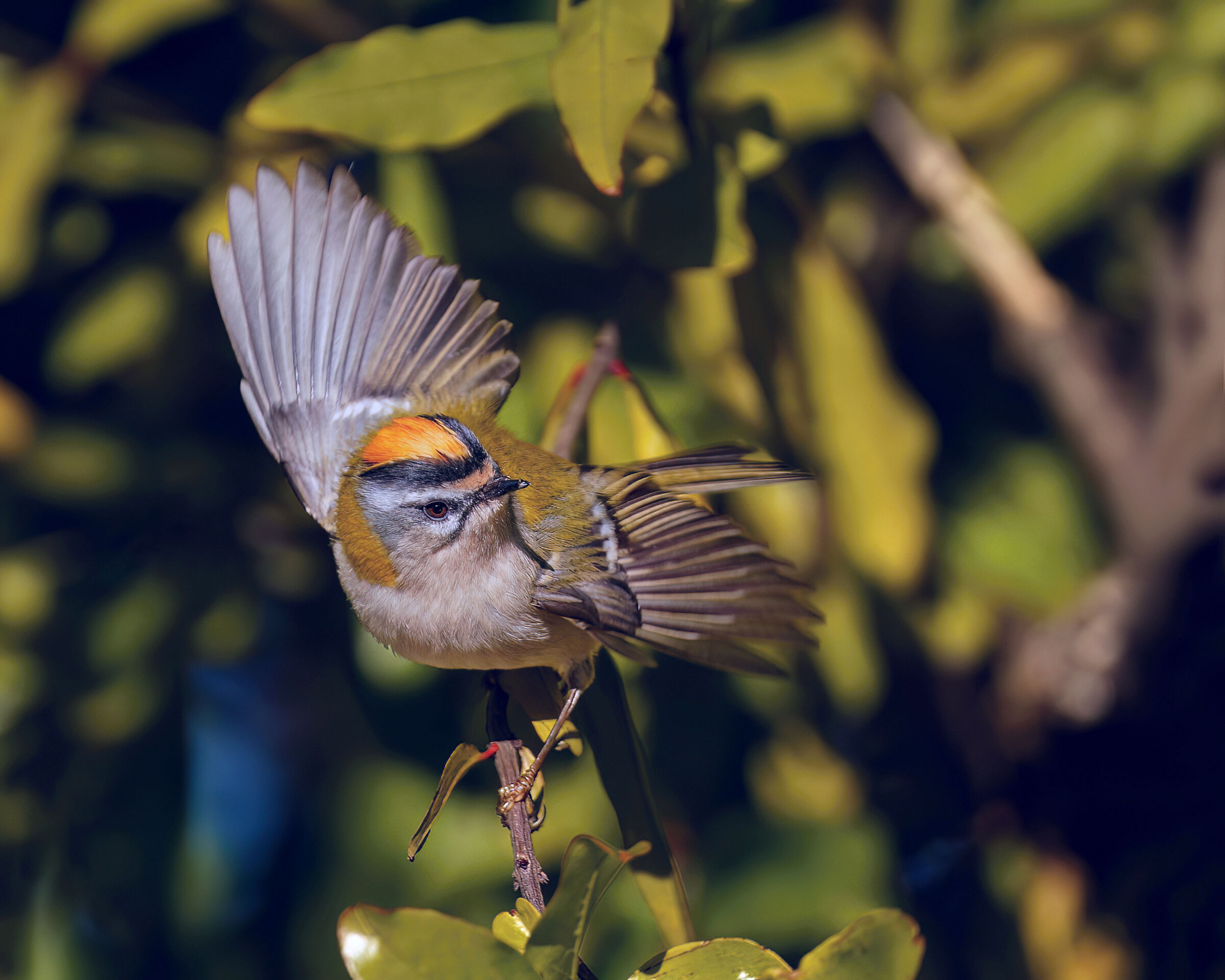 Firecrest