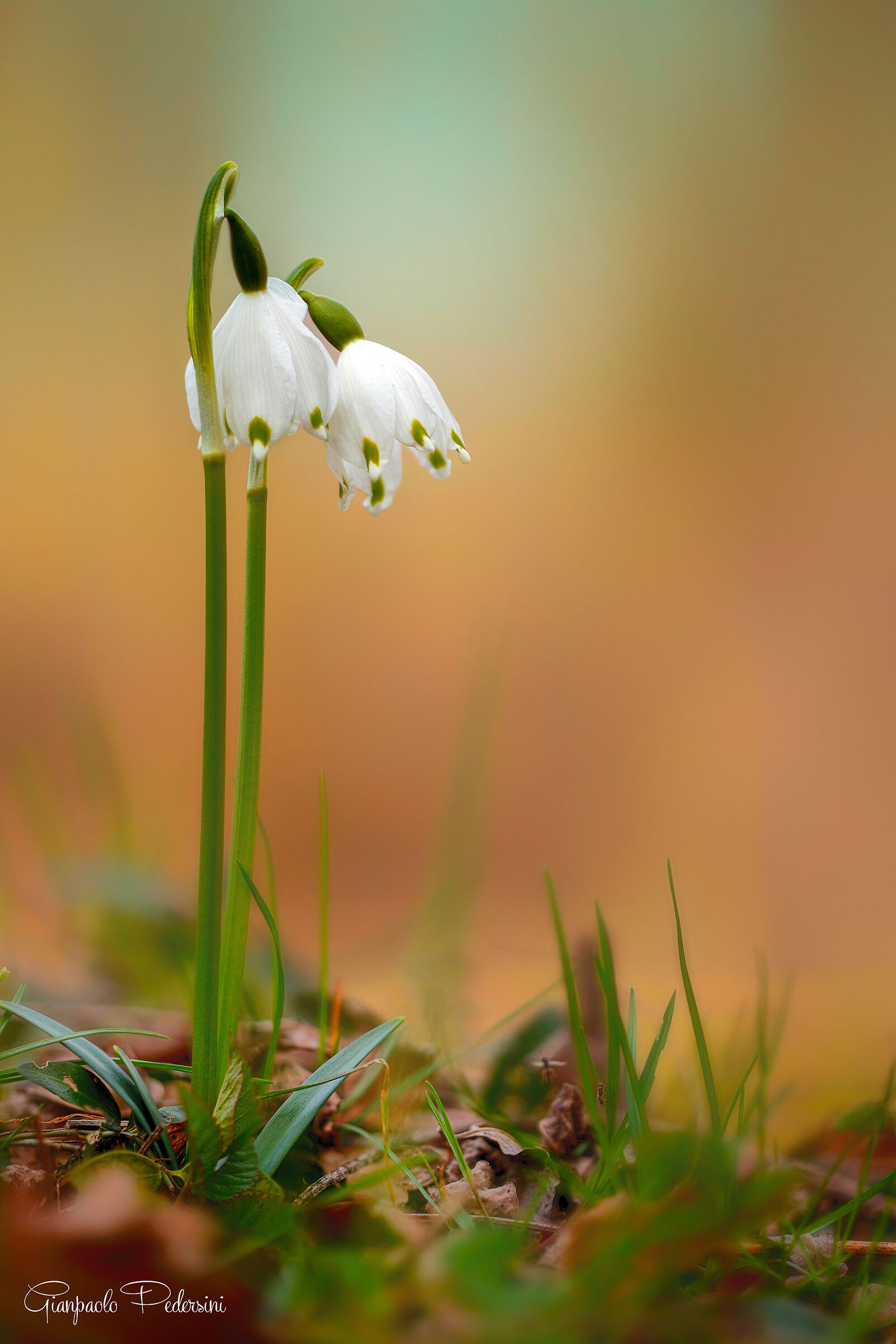 La primavera è vicina