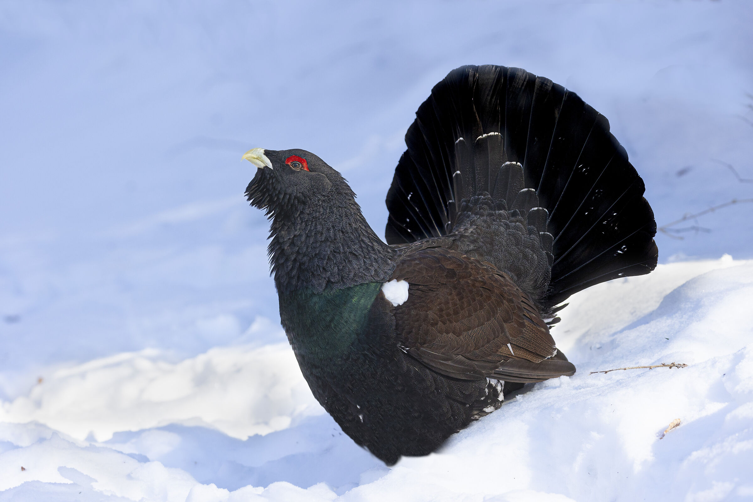 gallo cedrone