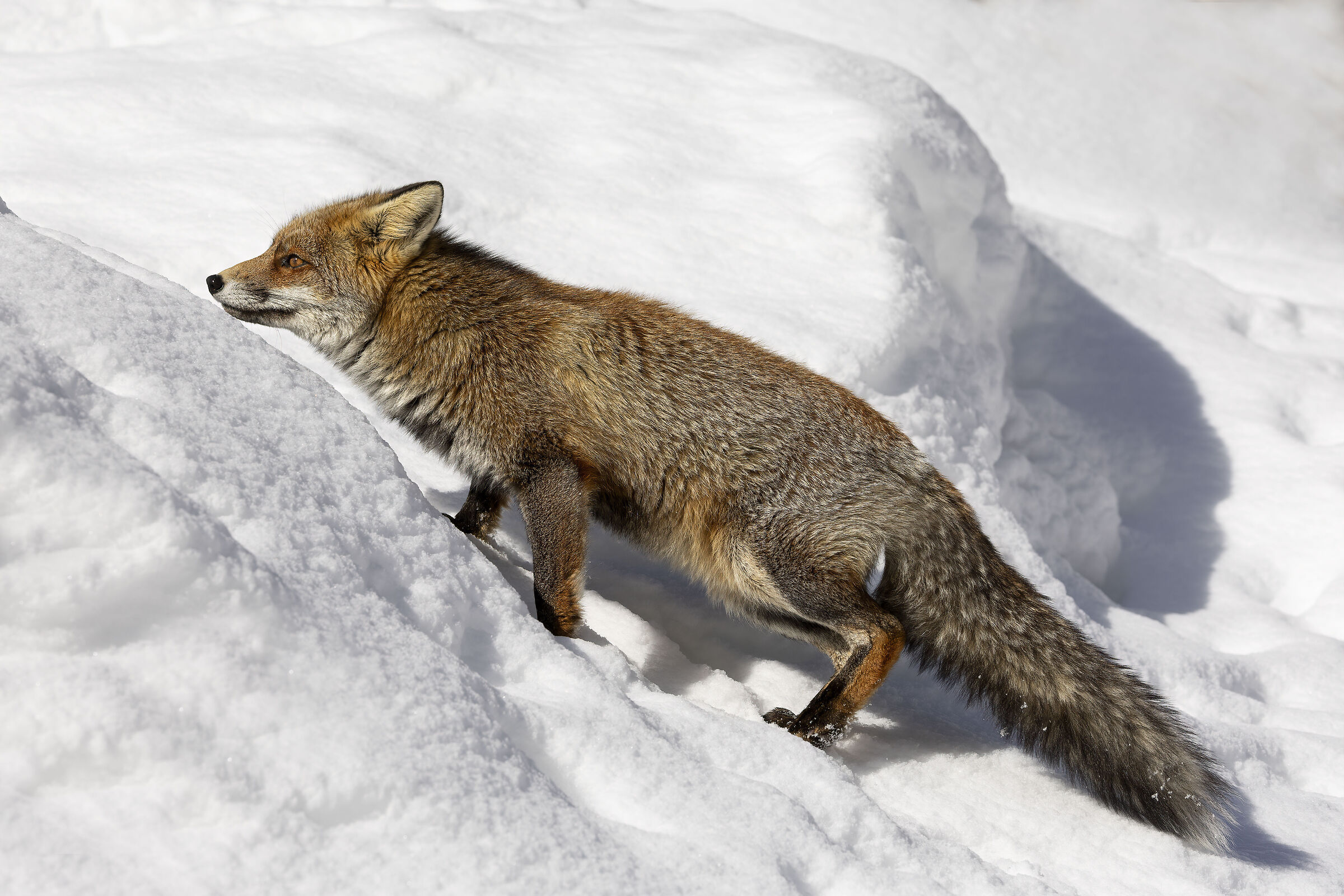 un binomio vincente: volpe + neve