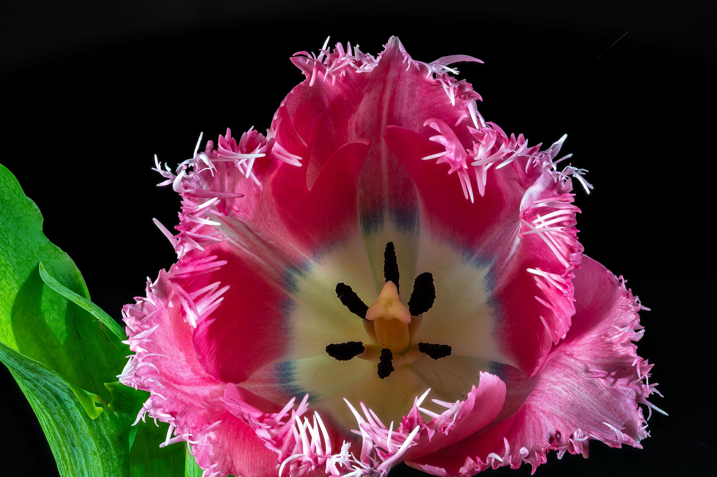 Tulipa
