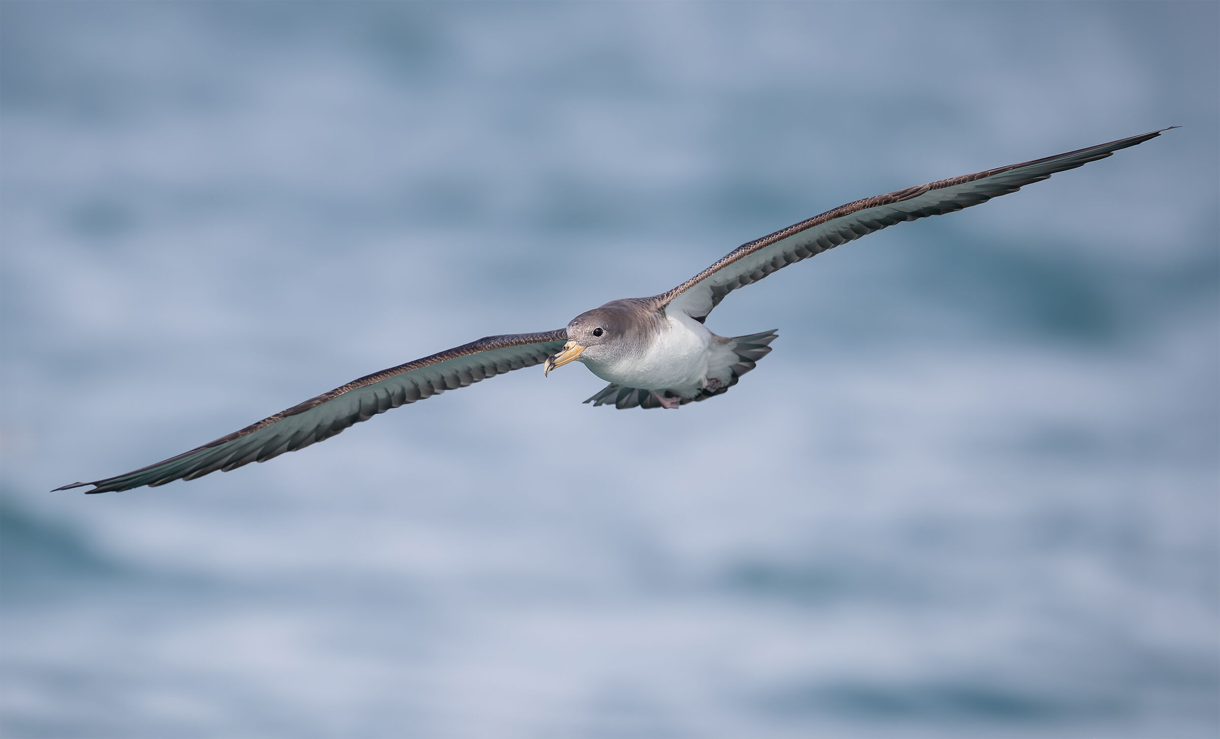 Cory's Shearwater