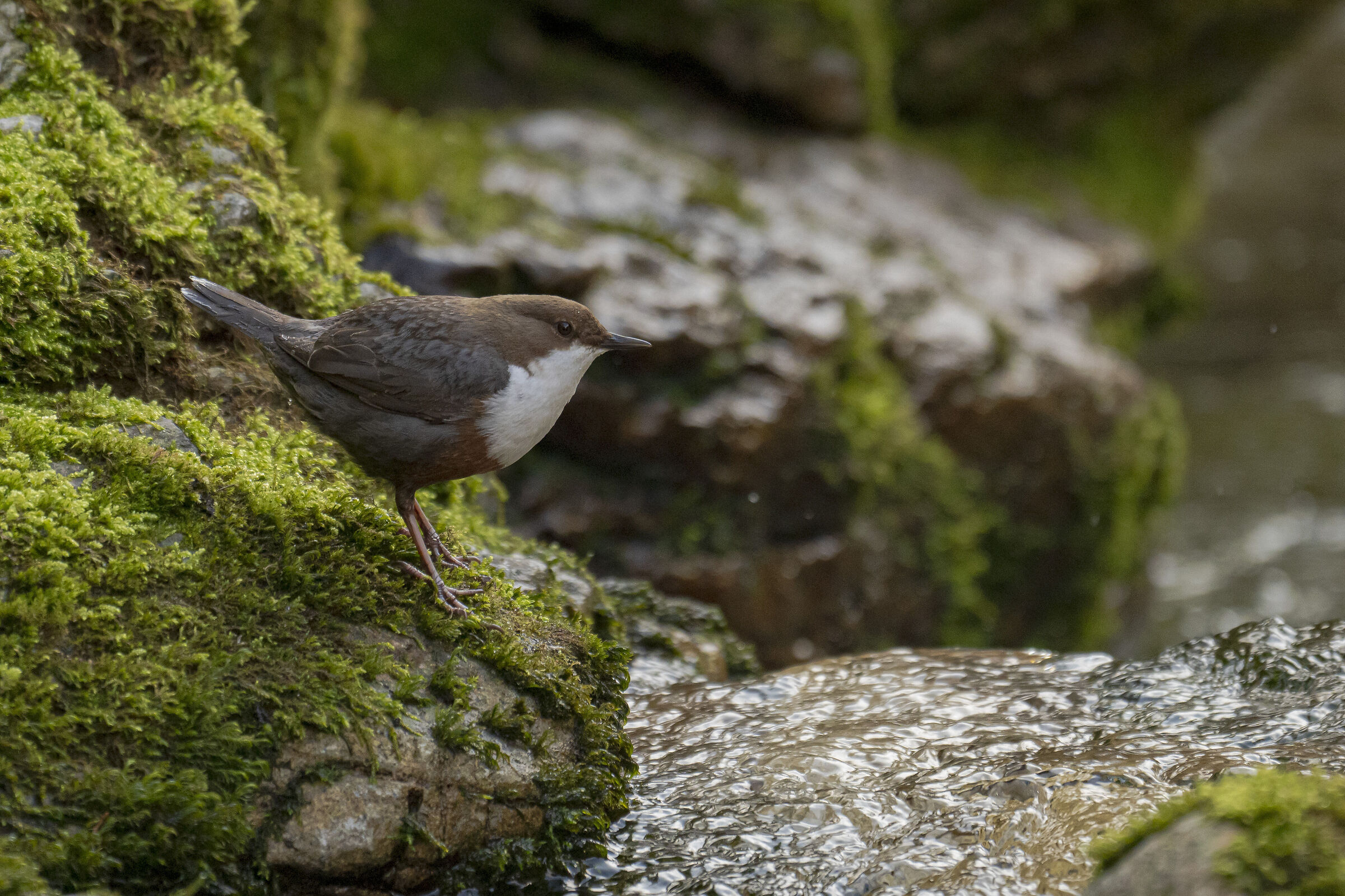 Blackbird Acquiole