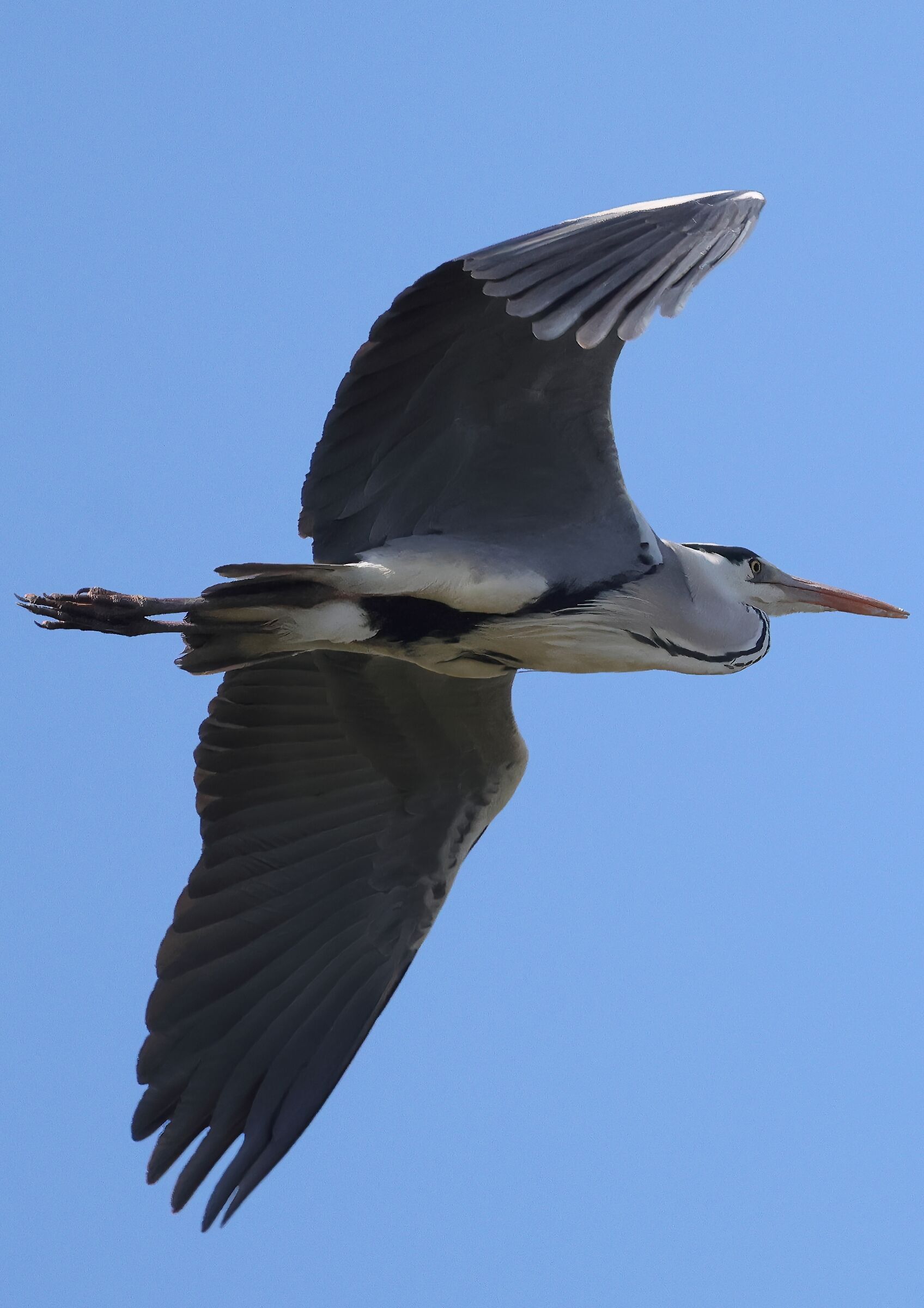 Grey Heron - Pre-shot Test