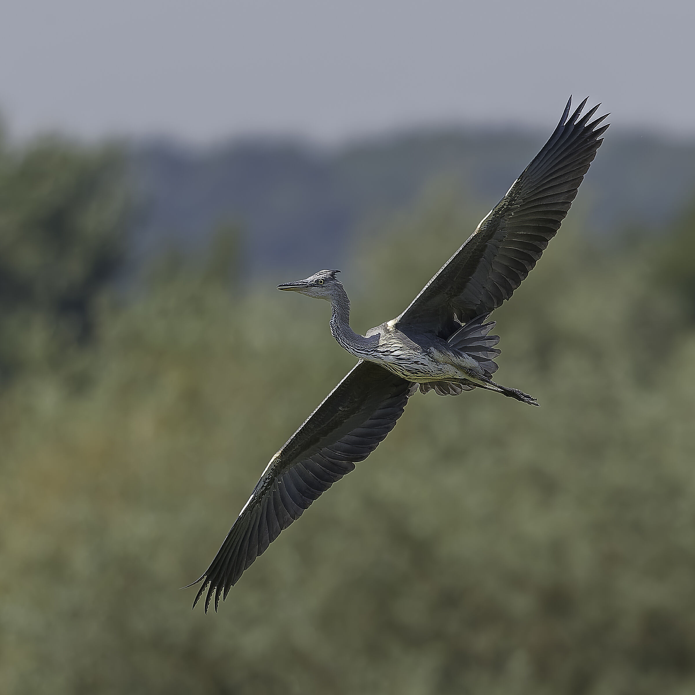 Grey heron