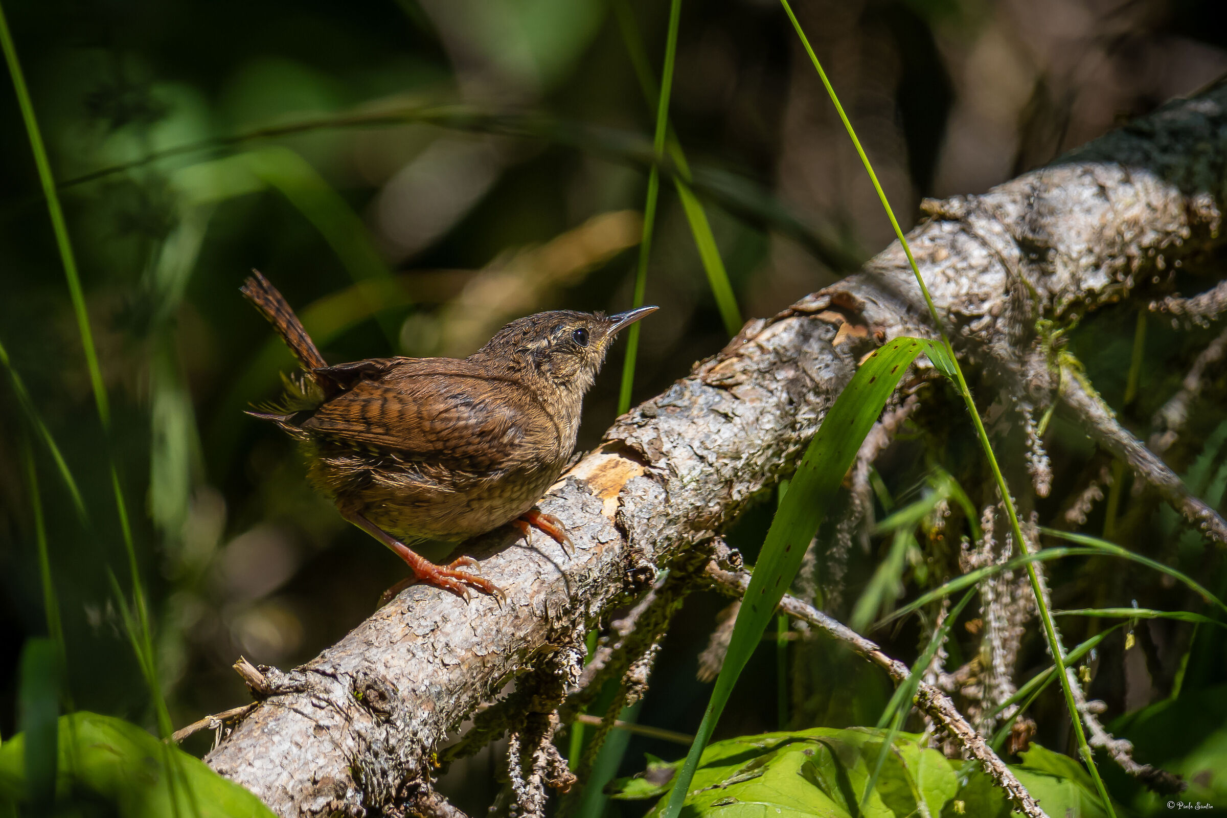 Wren
