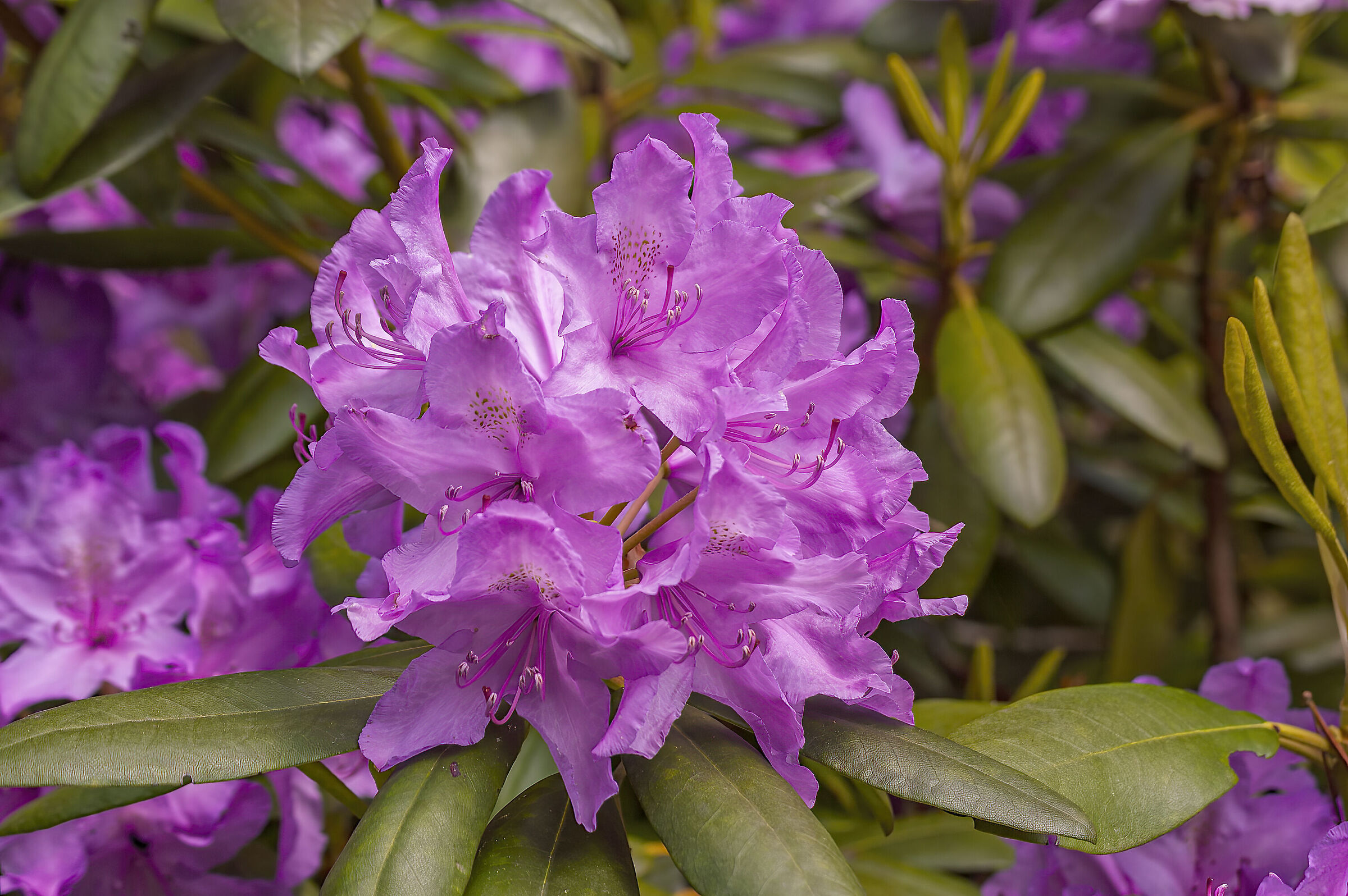 Rhododendron